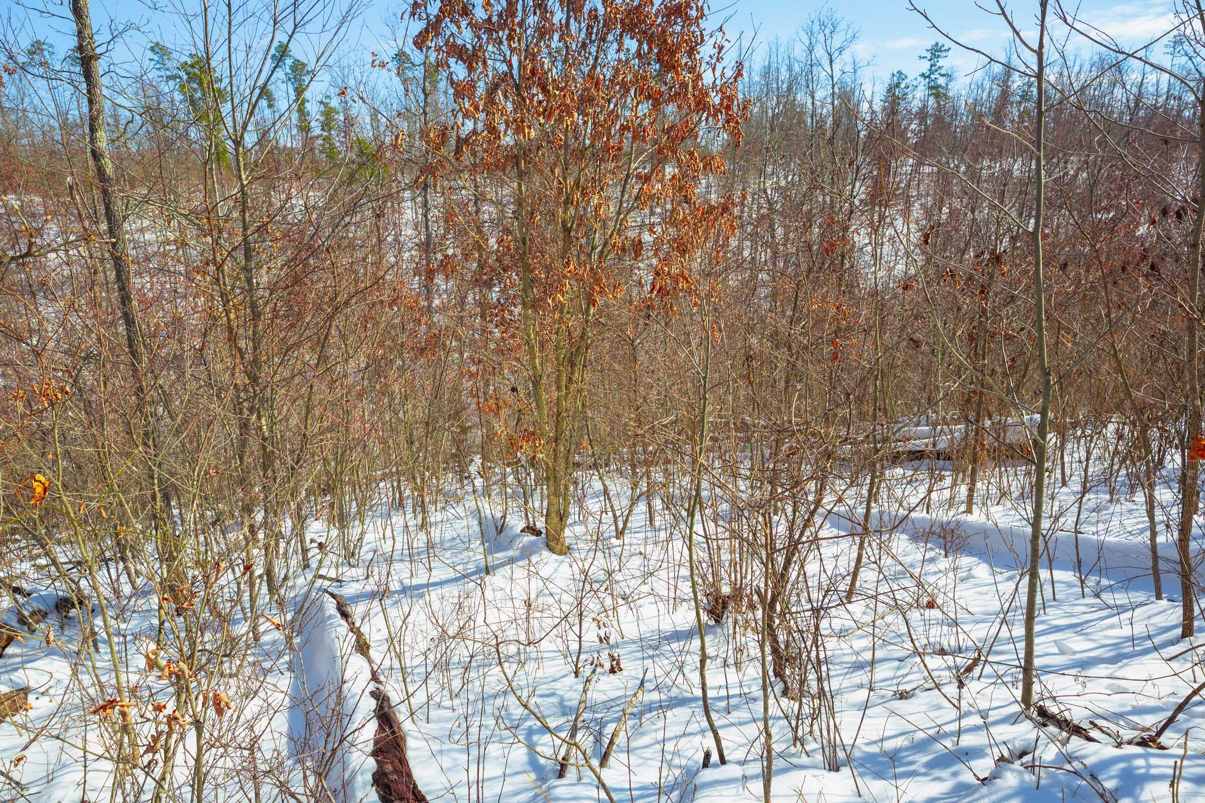 Sleepy Hollow Phase I Tract 24 photo 15