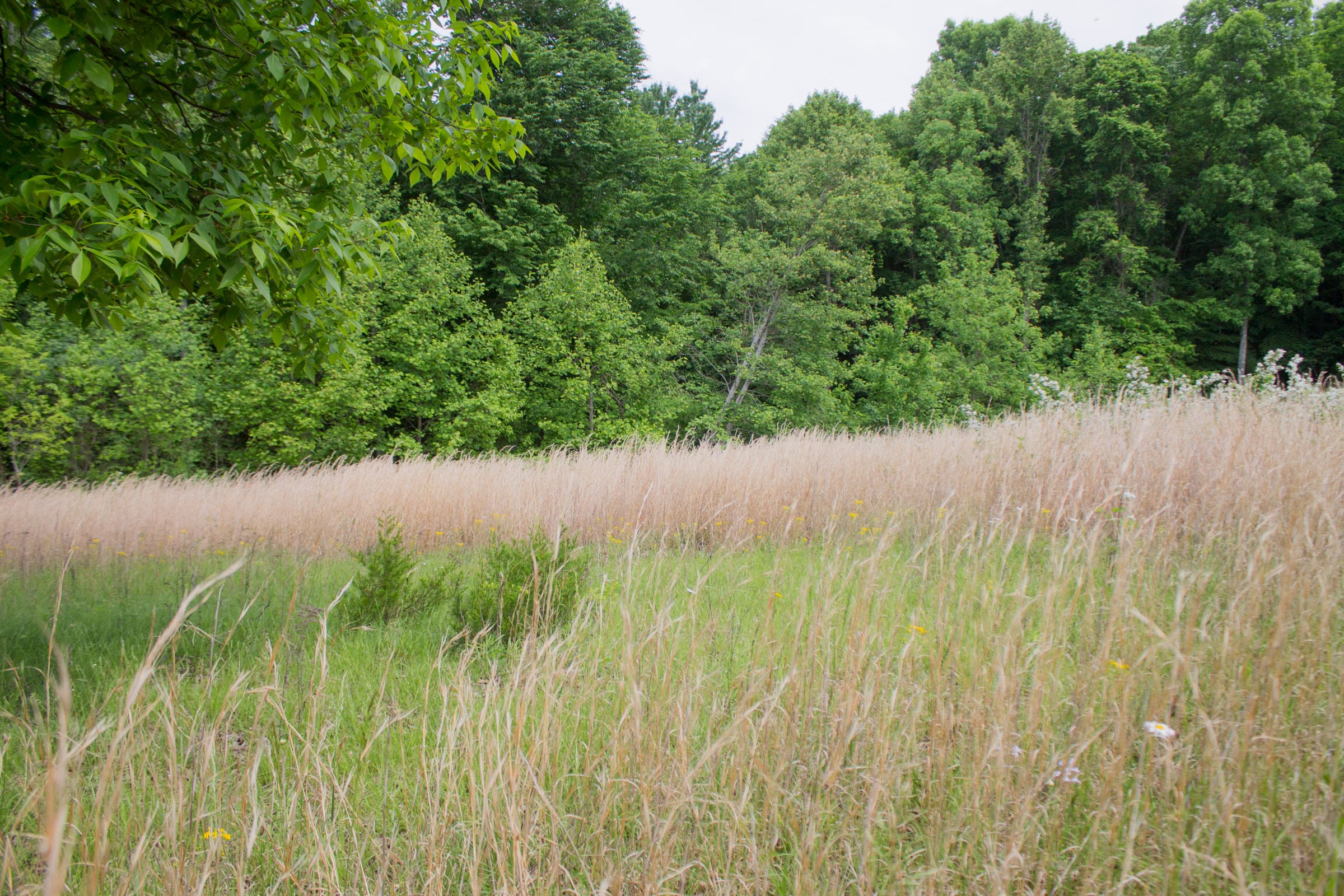 Laurel Ridge Tract 10 photo 2