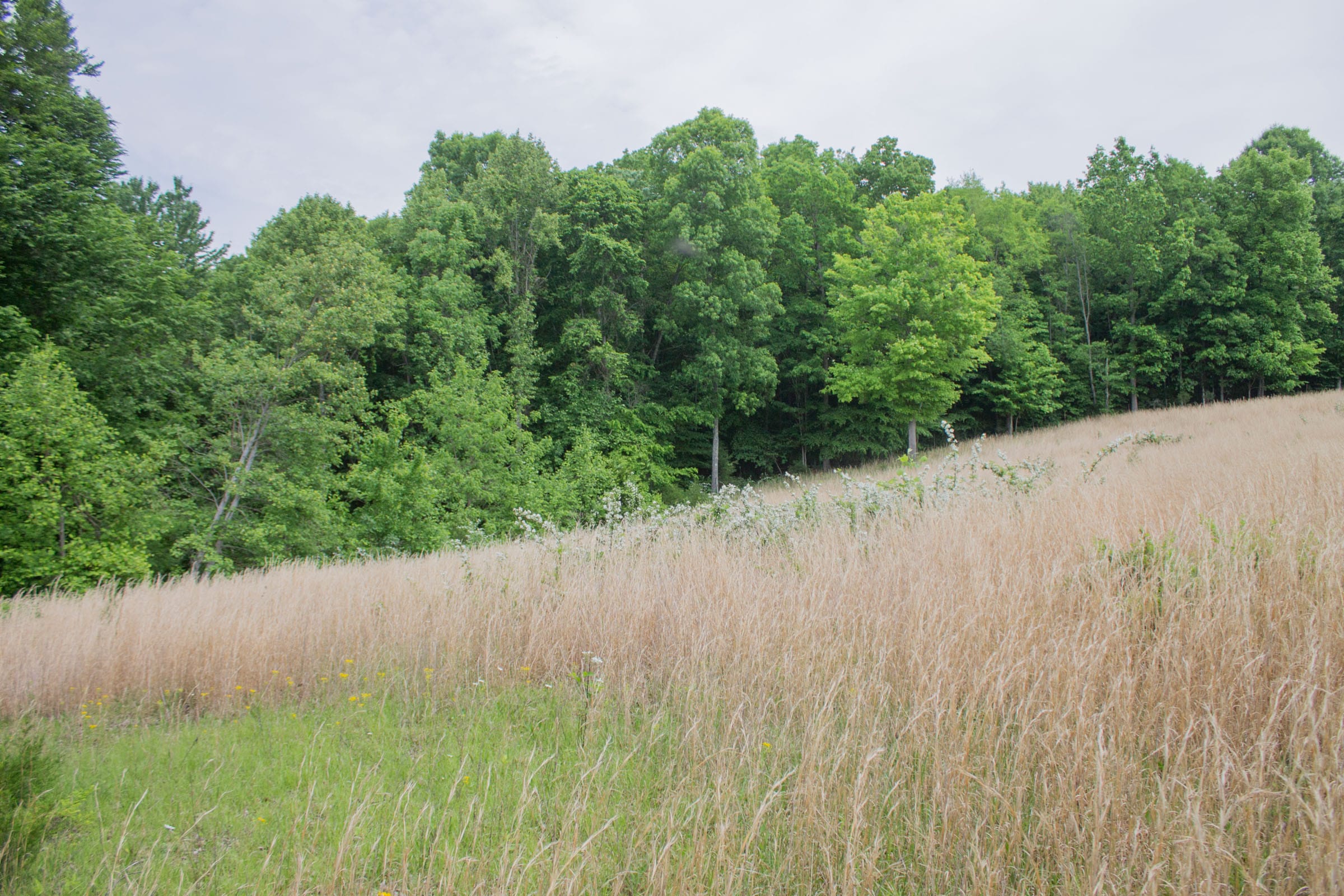 Laurel Ridge Tract 10 photo 3