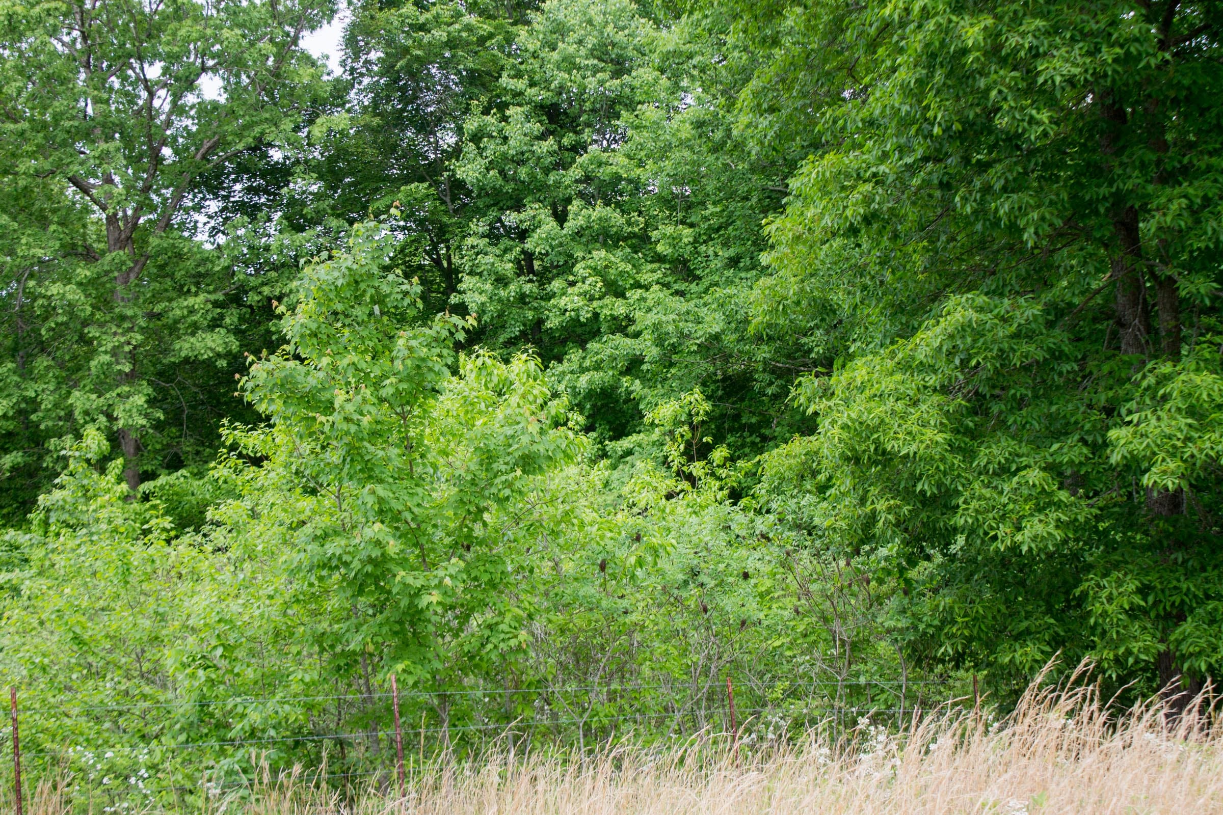 Laurel Ridge Tract 10 photo 7