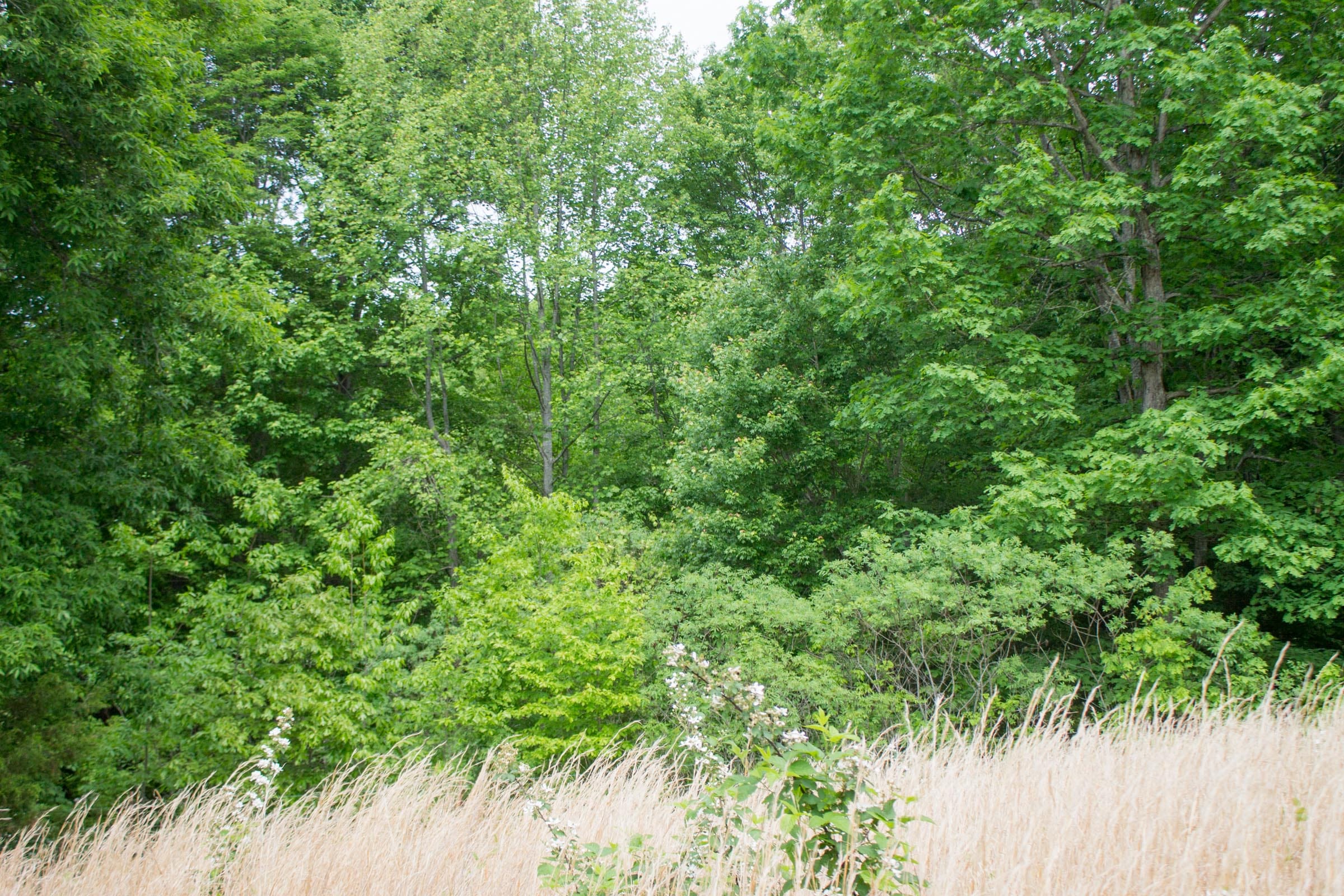 Laurel Ridge Tract 10 photo 8