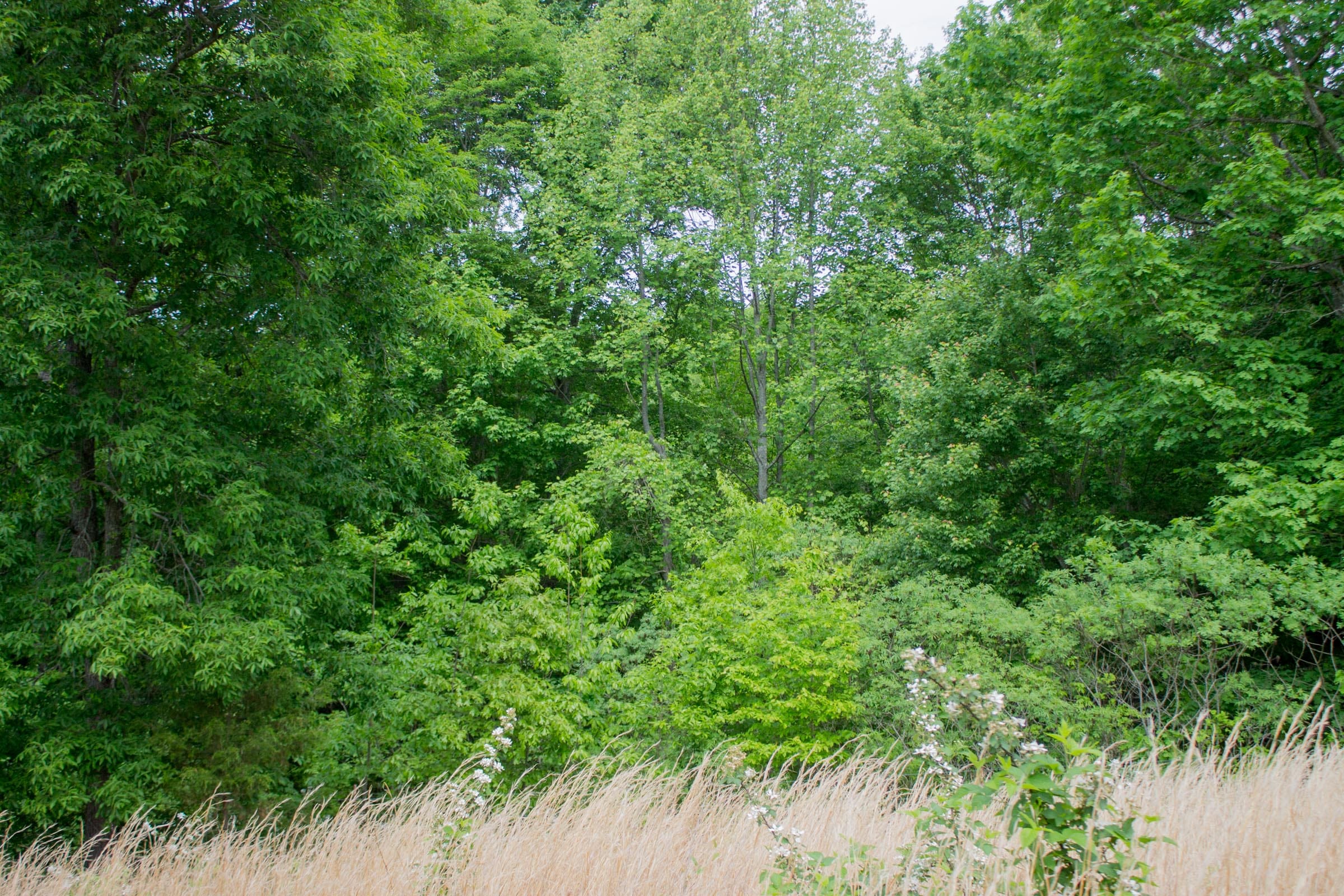 Laurel Ridge Tract 10 photo 9