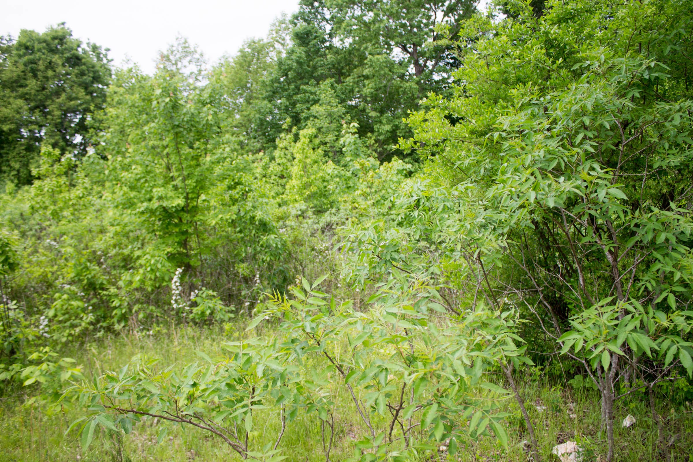 Laurel Ridge Tract 10 photo 11