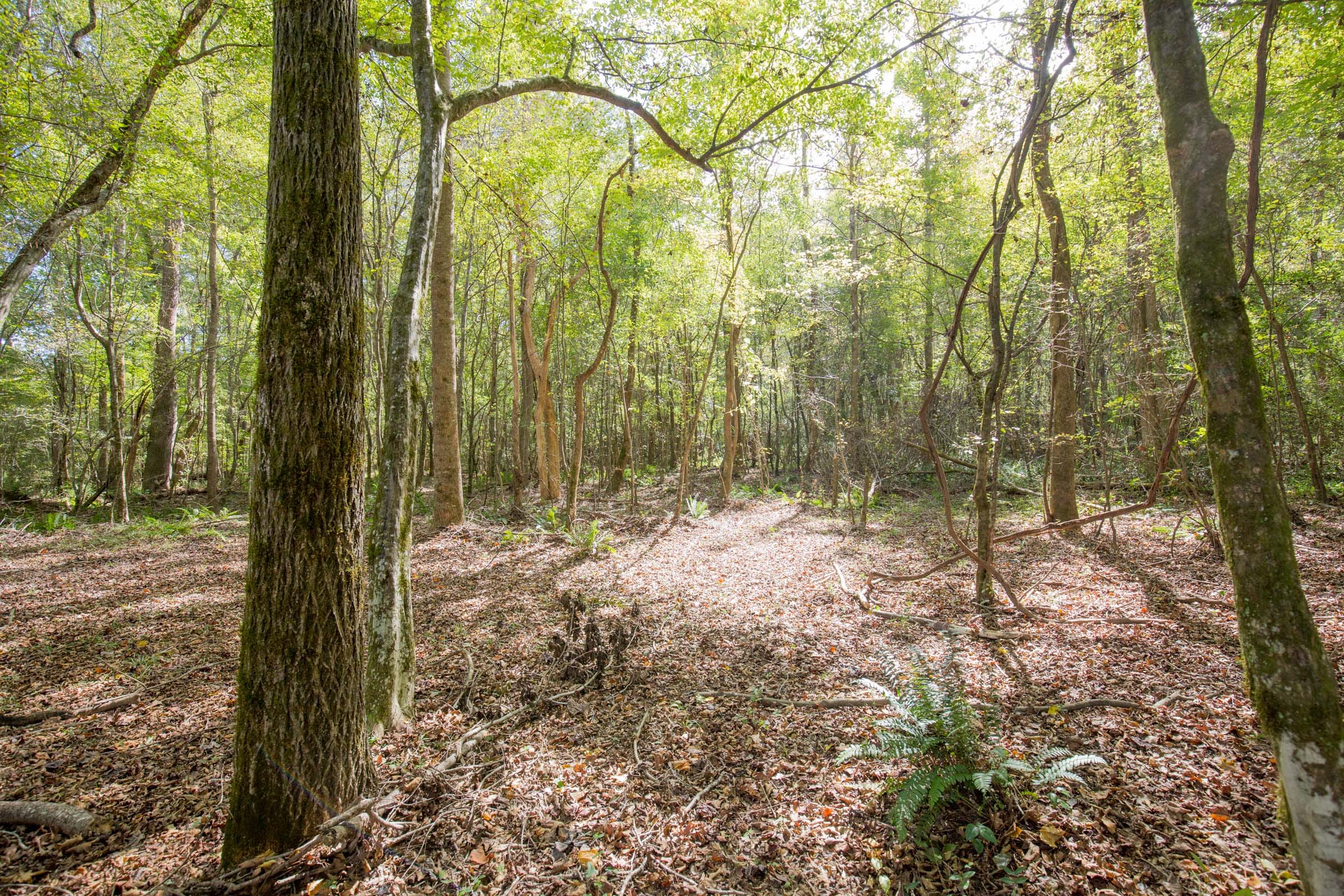 Sky Ranch Tract 9 photo 5