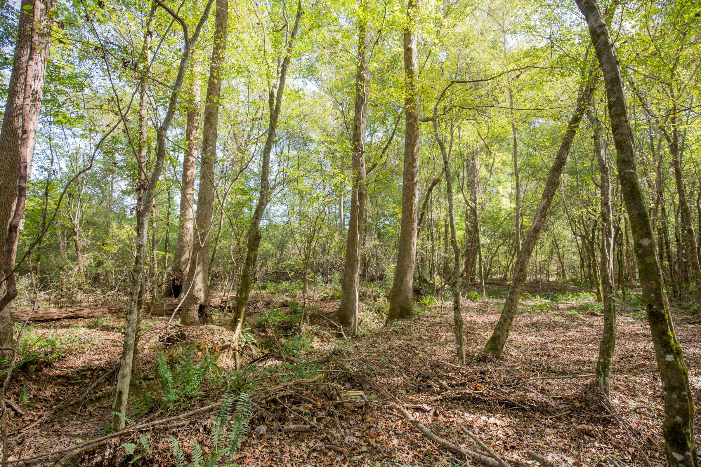 Sky Ranch Tract 9 photo 6