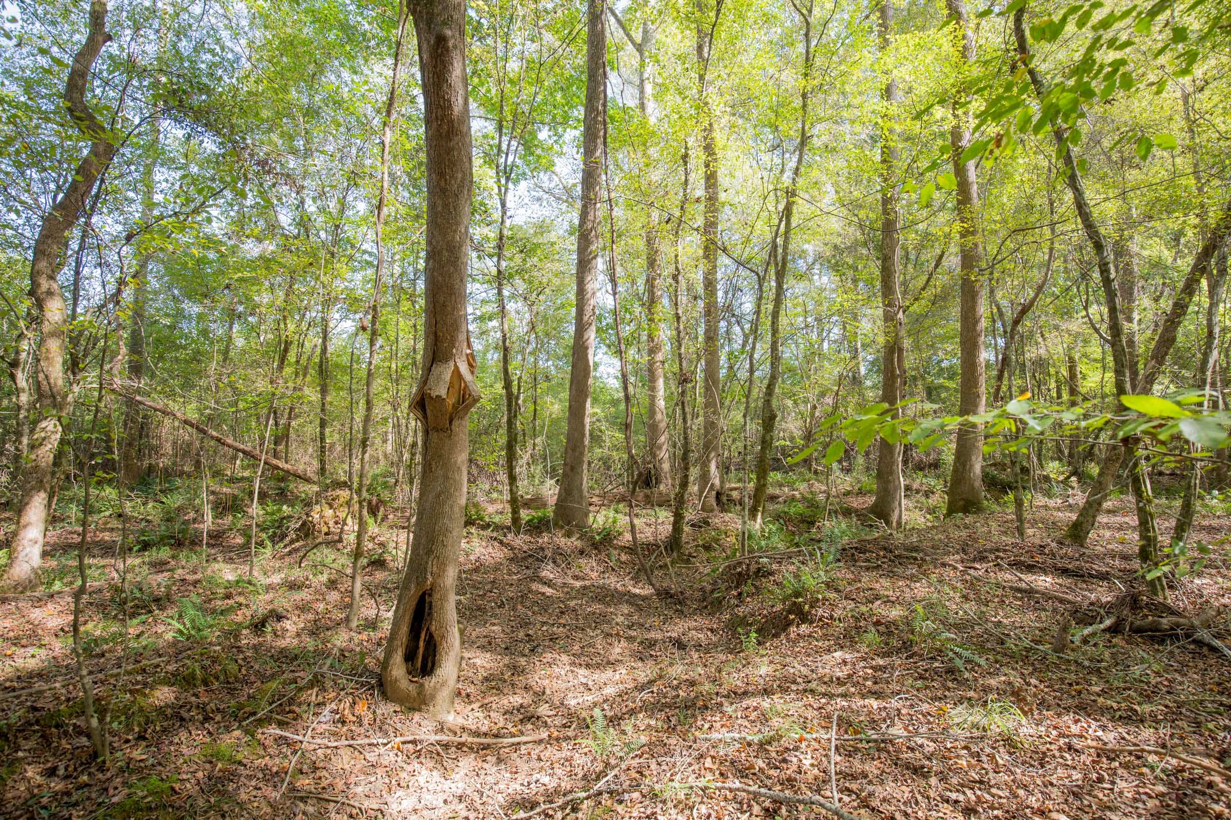 Sky Ranch Tract 9 photo 3