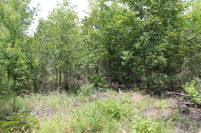 Trophy Ridge Phase III Tract 8 photo 2