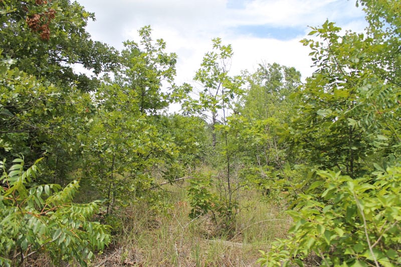 Trophy Ridge Phase III Tract 8 photo 3