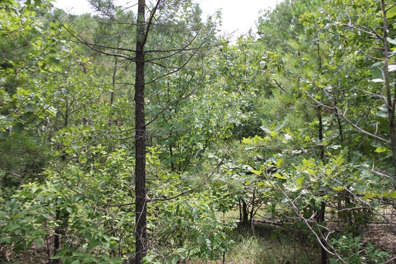 Trophy Ridge Phase III Tract 8 photo 4