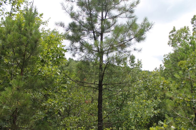 Trophy Ridge Phase III Tract 8 photo 5