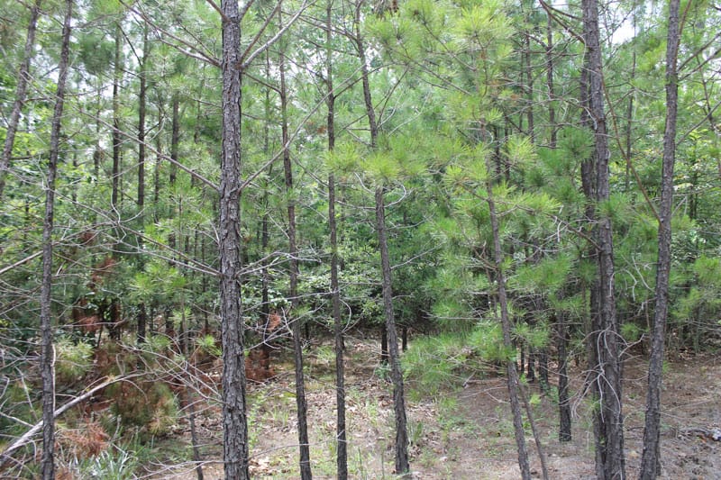 Trophy Ridge Phase III Tract 8 photo 6