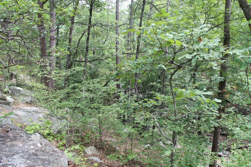 Trophy Ridge Phase III Tract 8 photo 7