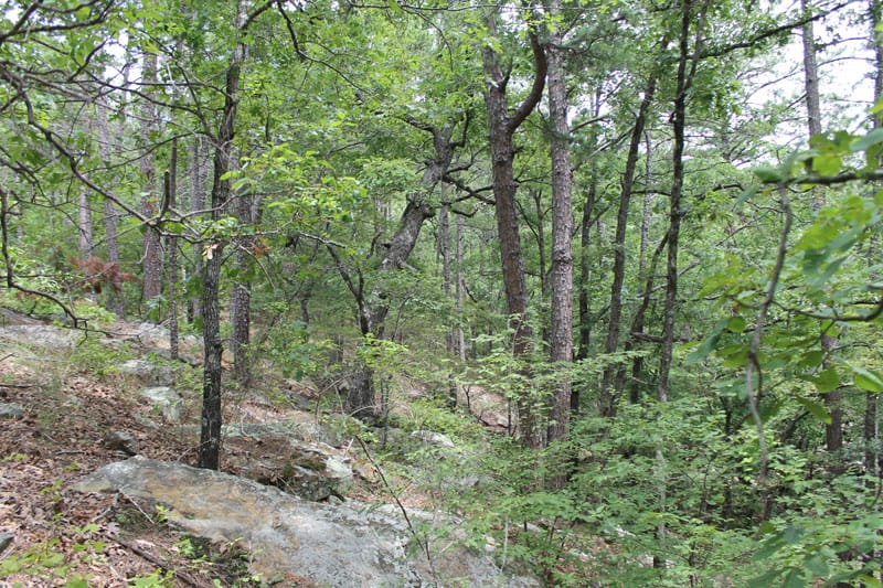Trophy Ridge Phase III Tract 8 photo 8