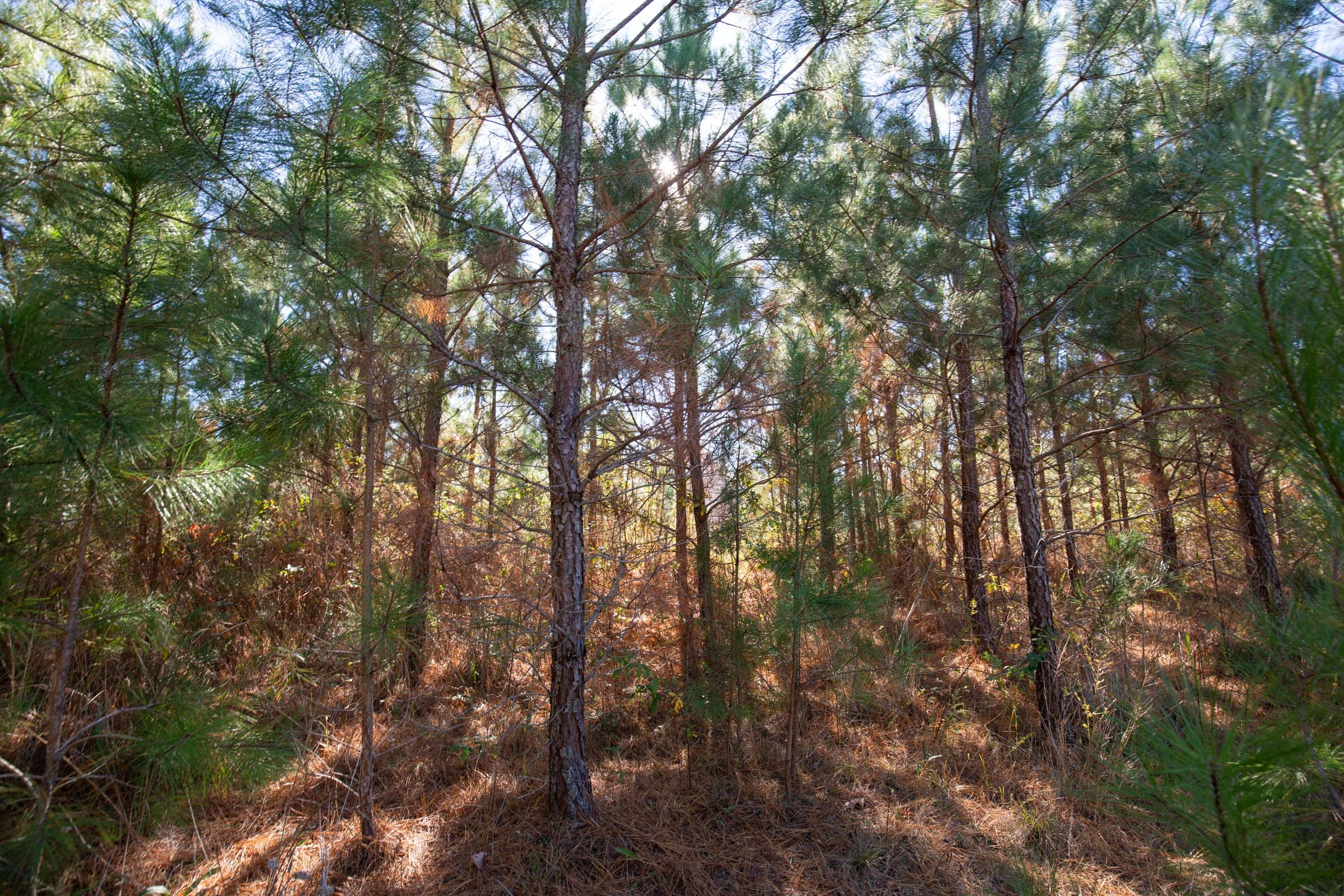 Pine Ridge Tract 7 photo 2