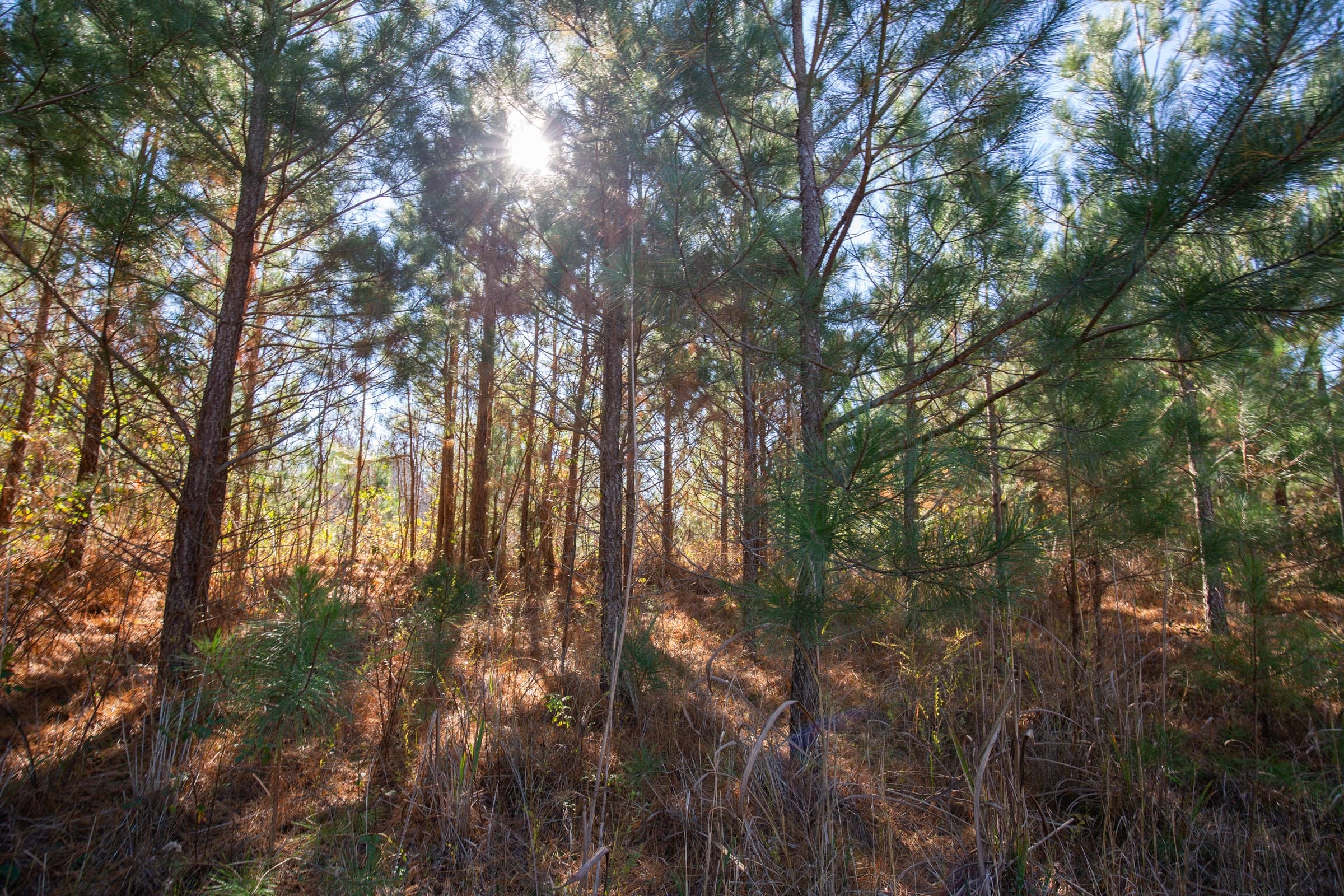 Pine Ridge Tract 7 photo 4