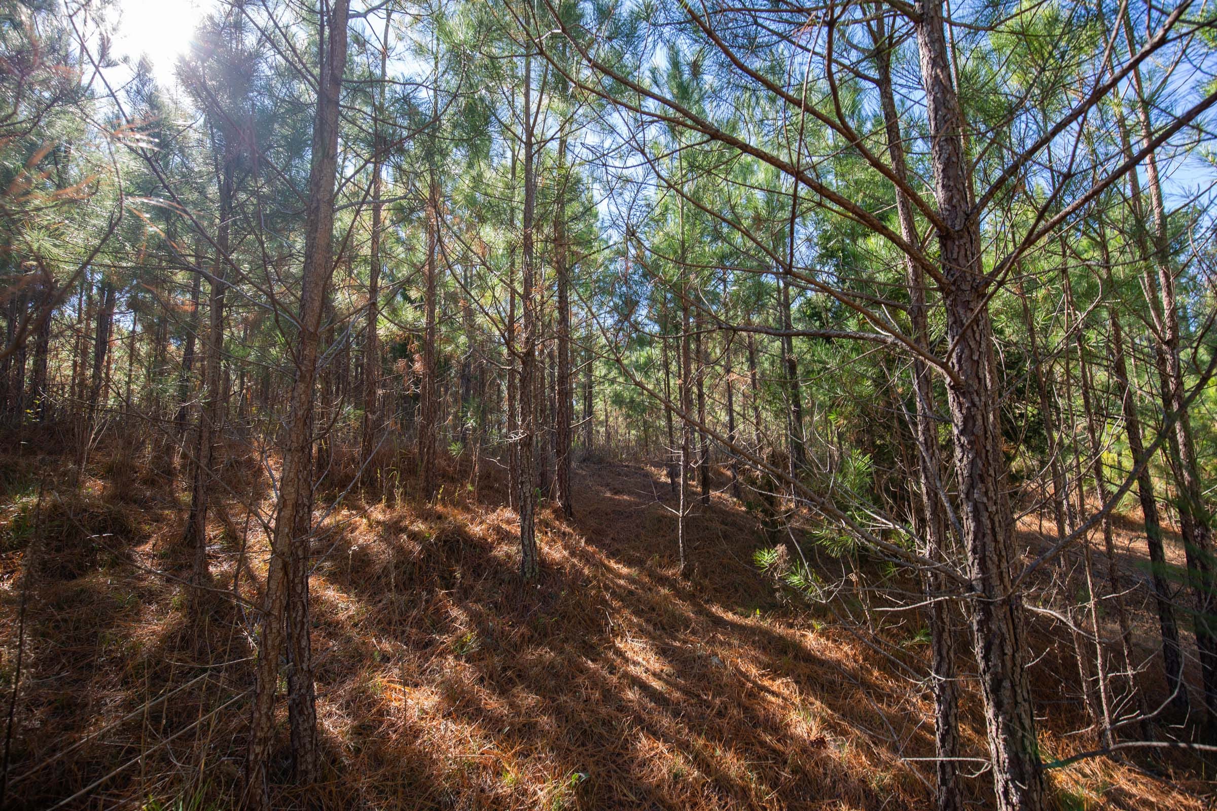 Pine Ridge Tract 7 photo 3