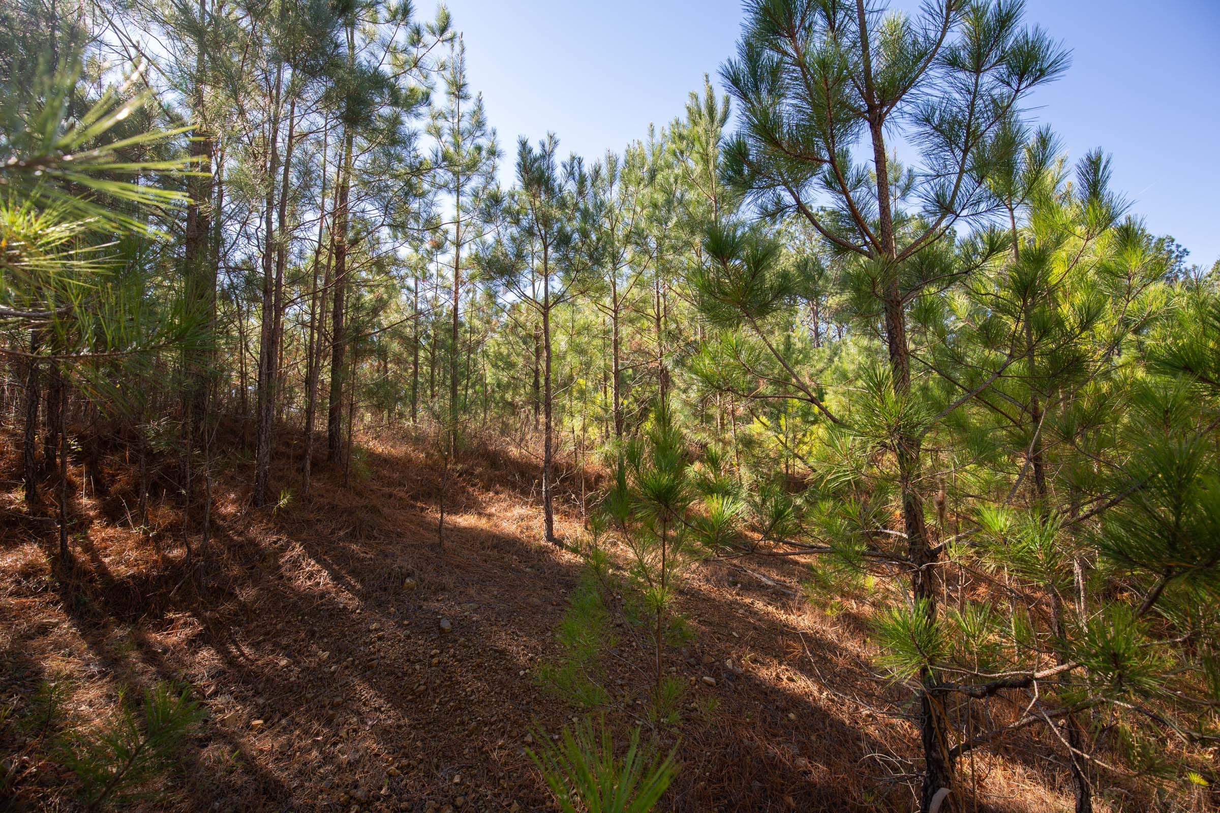 Pine Ridge Tract 7 photo 6