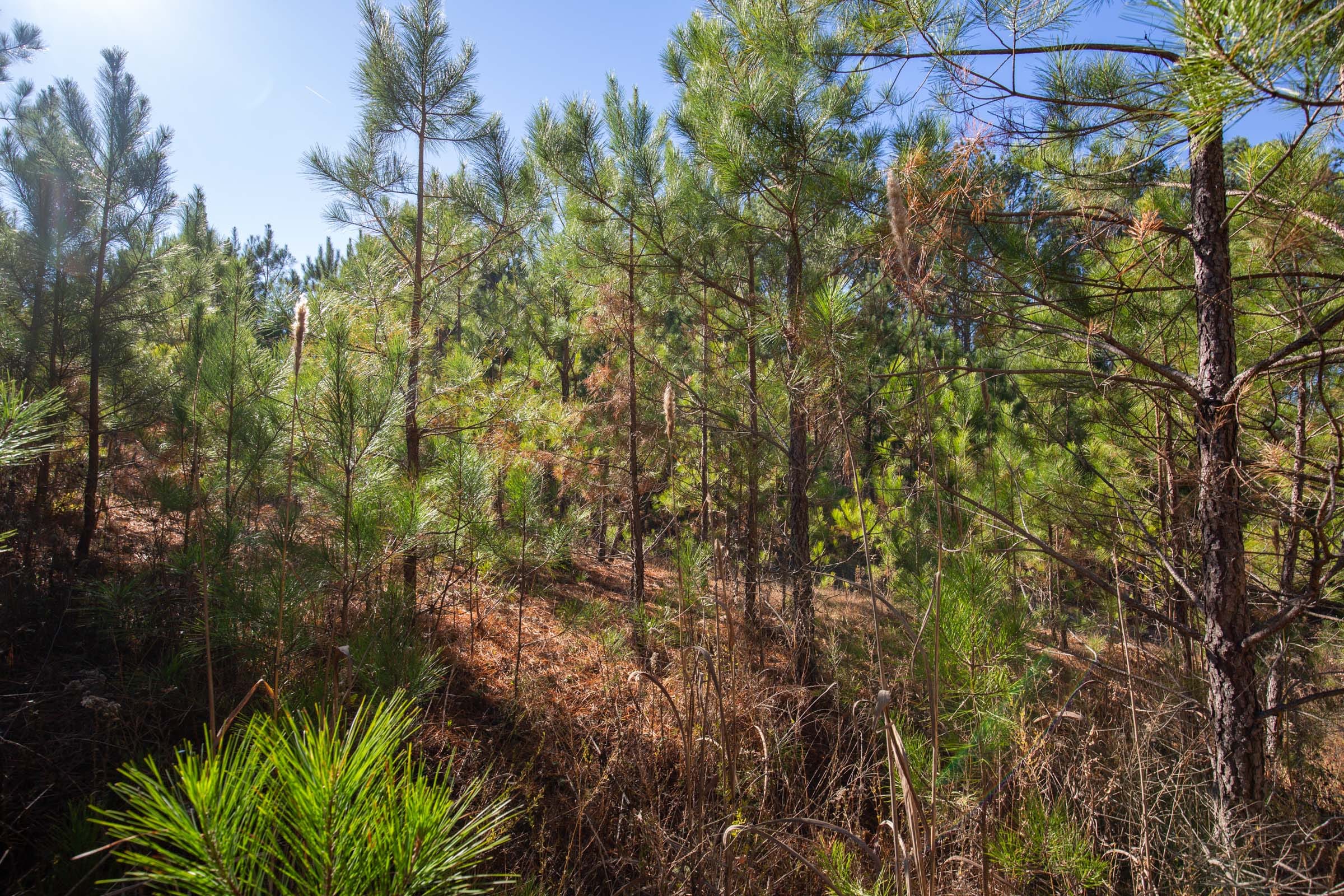 Pine Ridge Tract 7 photo 7