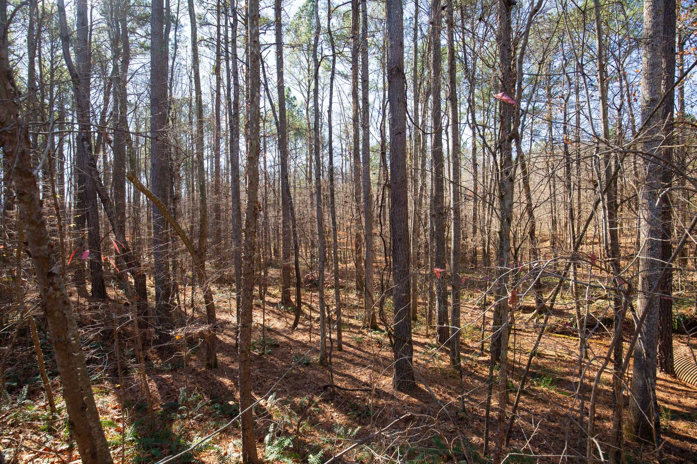 Pine Ridge Tract 7 photo 9