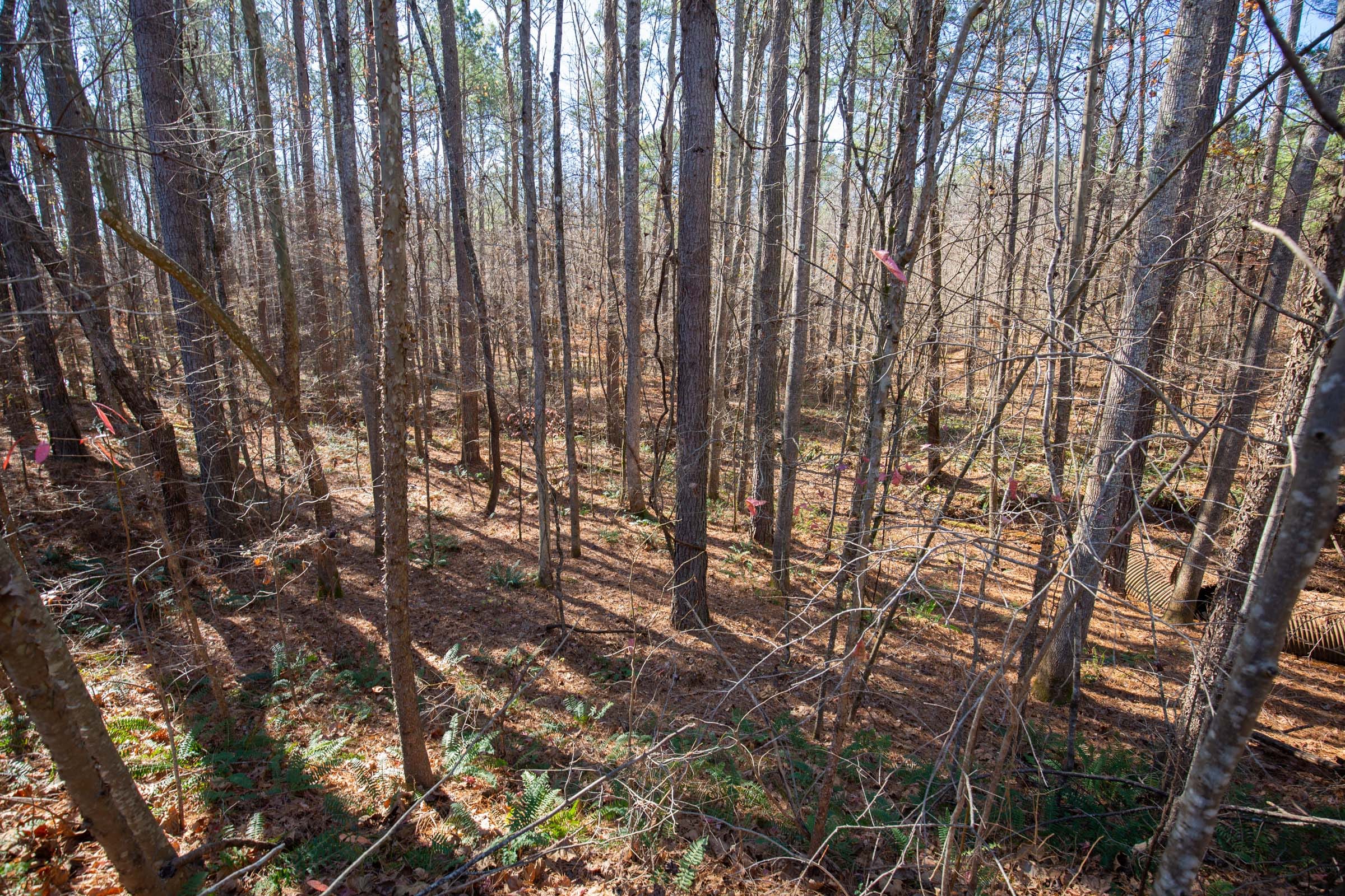 Pine Ridge Tract 7 photo 10