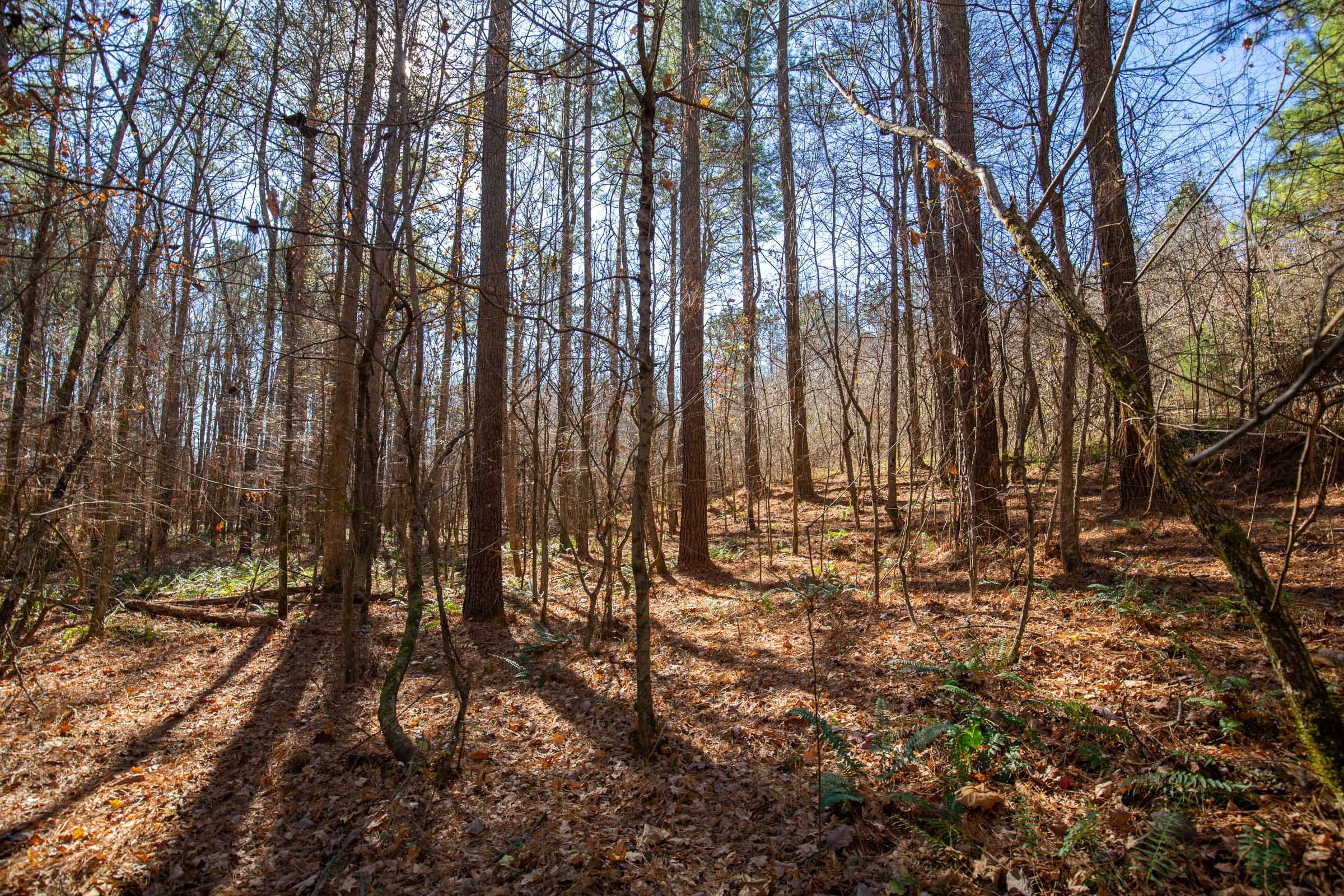 Pine Ridge Tract 7 photo 11