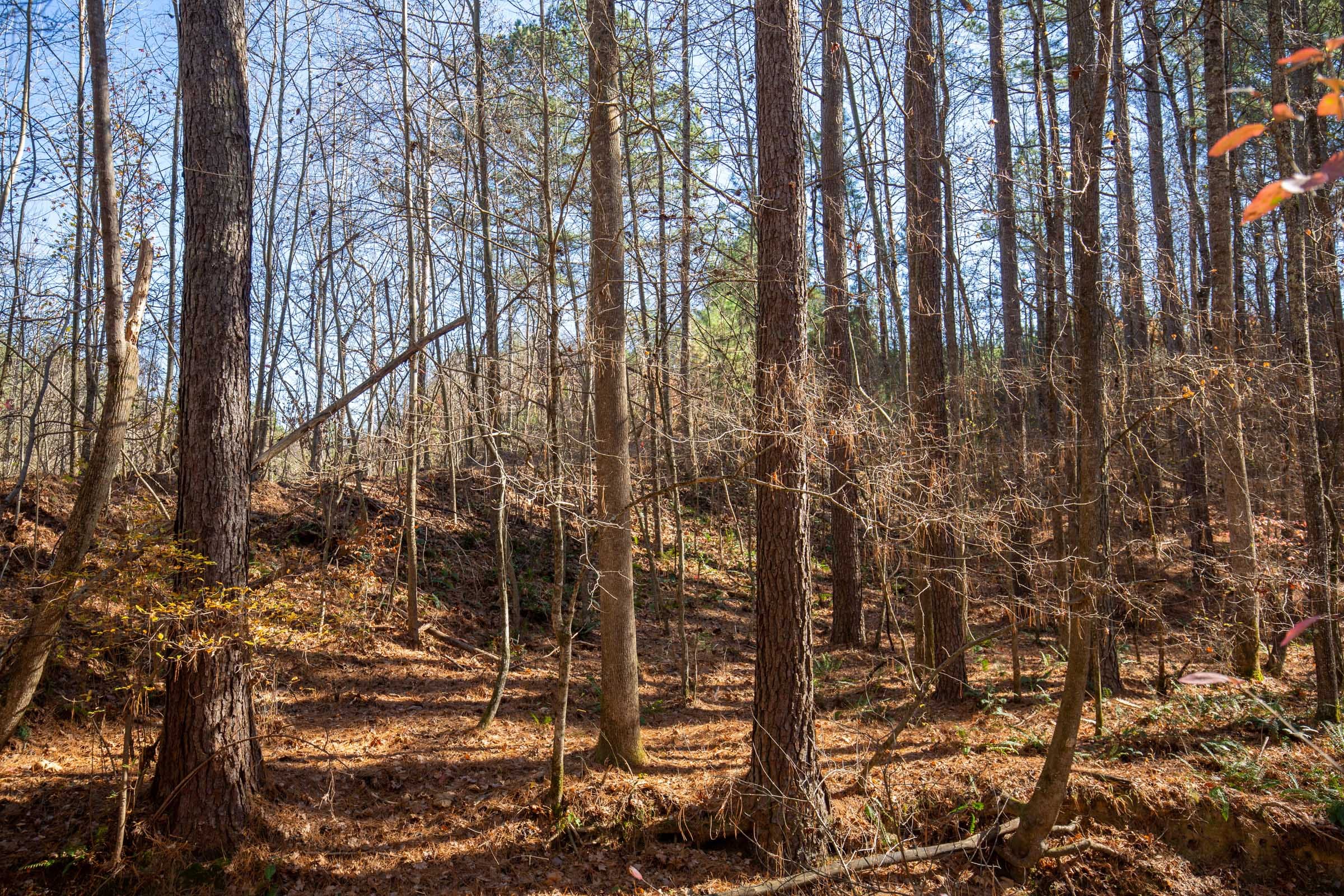Pine Ridge Tract 7 photo 13