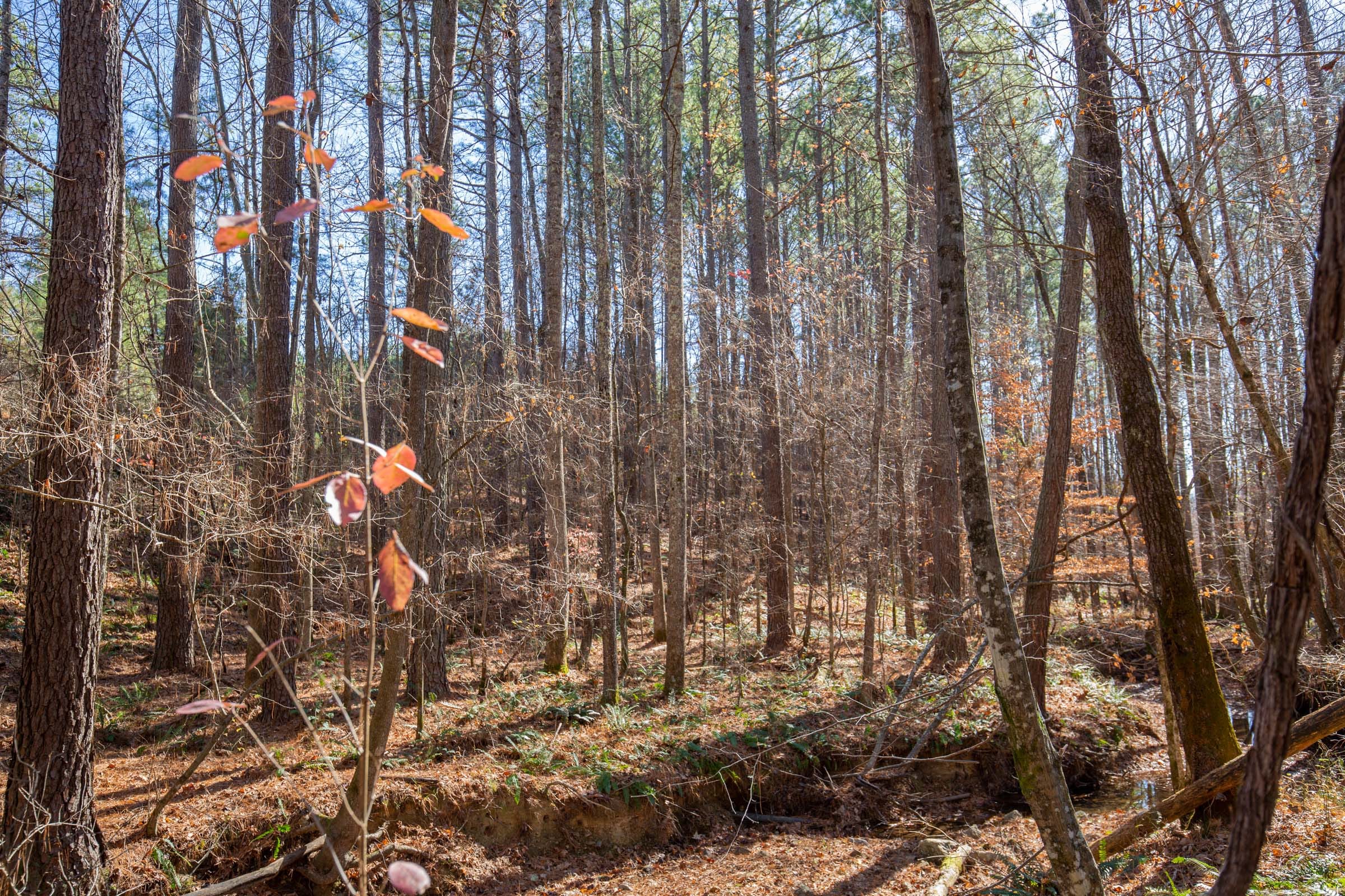 Pine Ridge Tract 7 photo 14