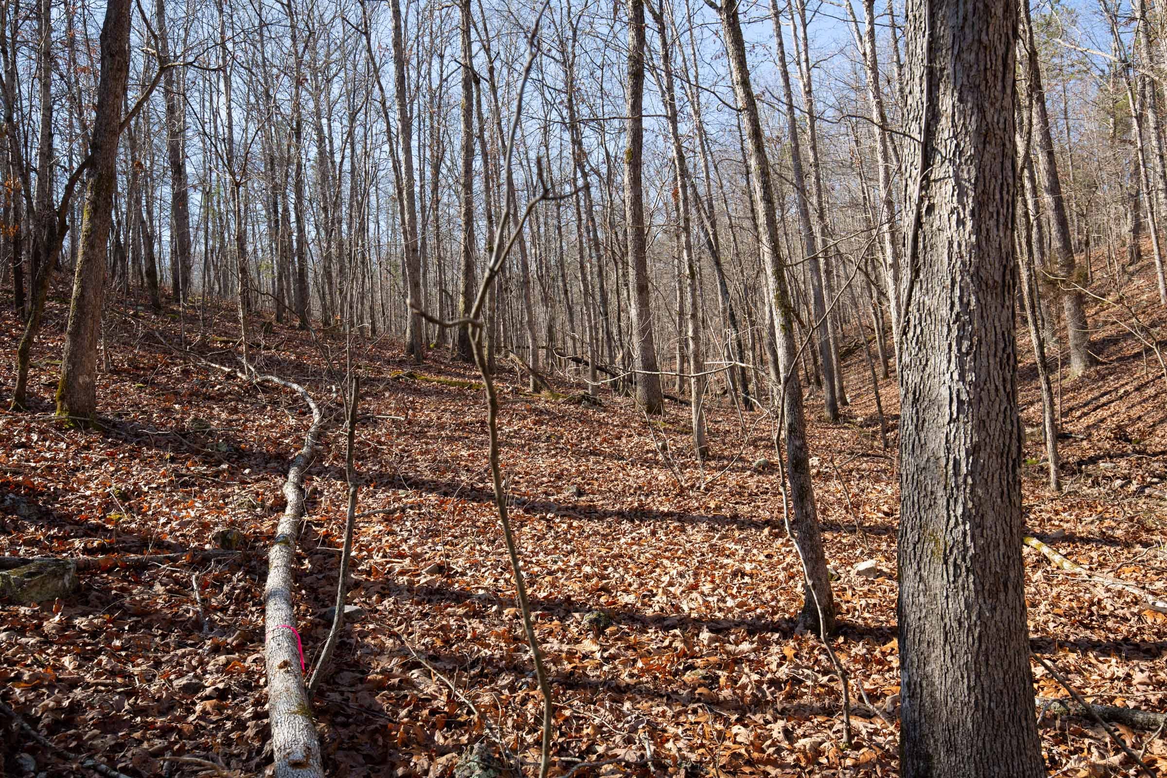 O’Connor Crossing Tract 37 photo 15