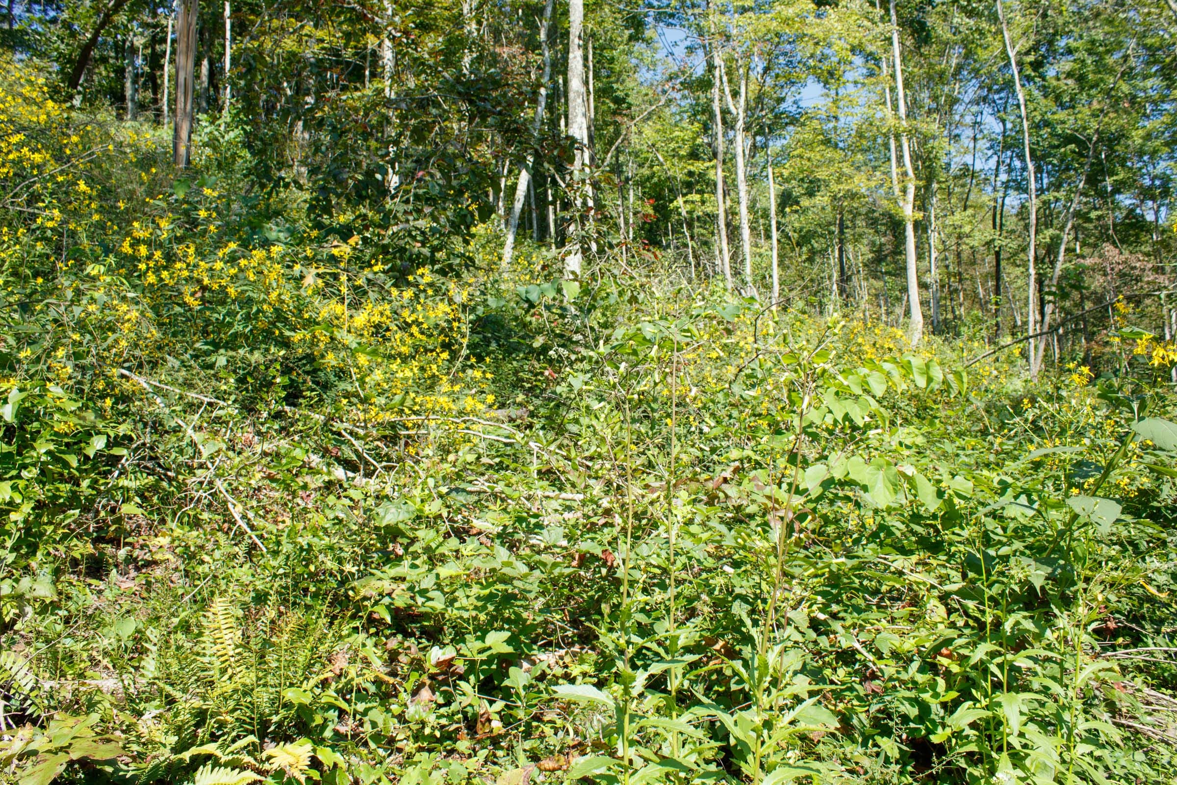 Wounded Oak Tract 20 photo 2