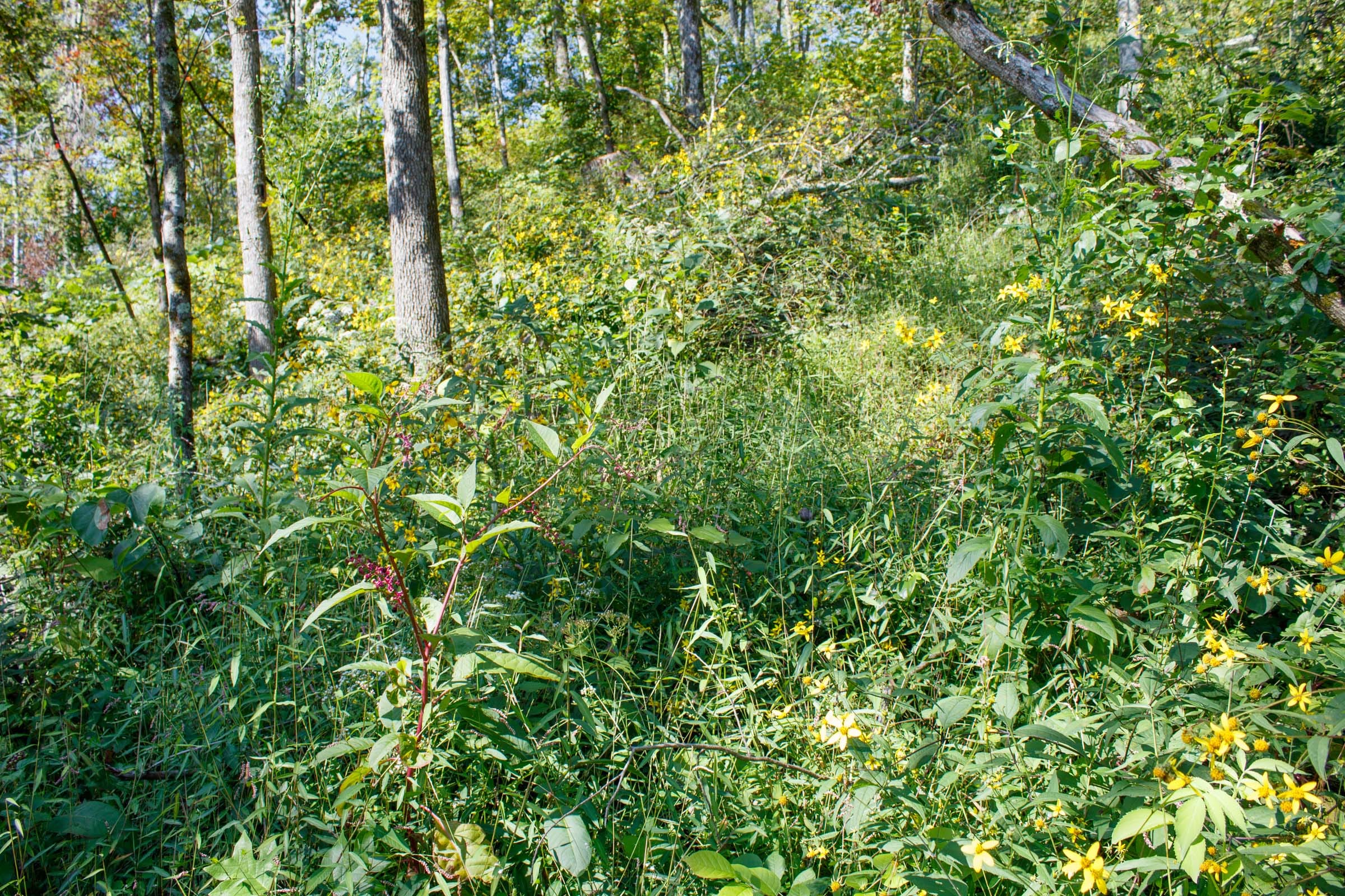Wounded Oak Tract 20 photo 3