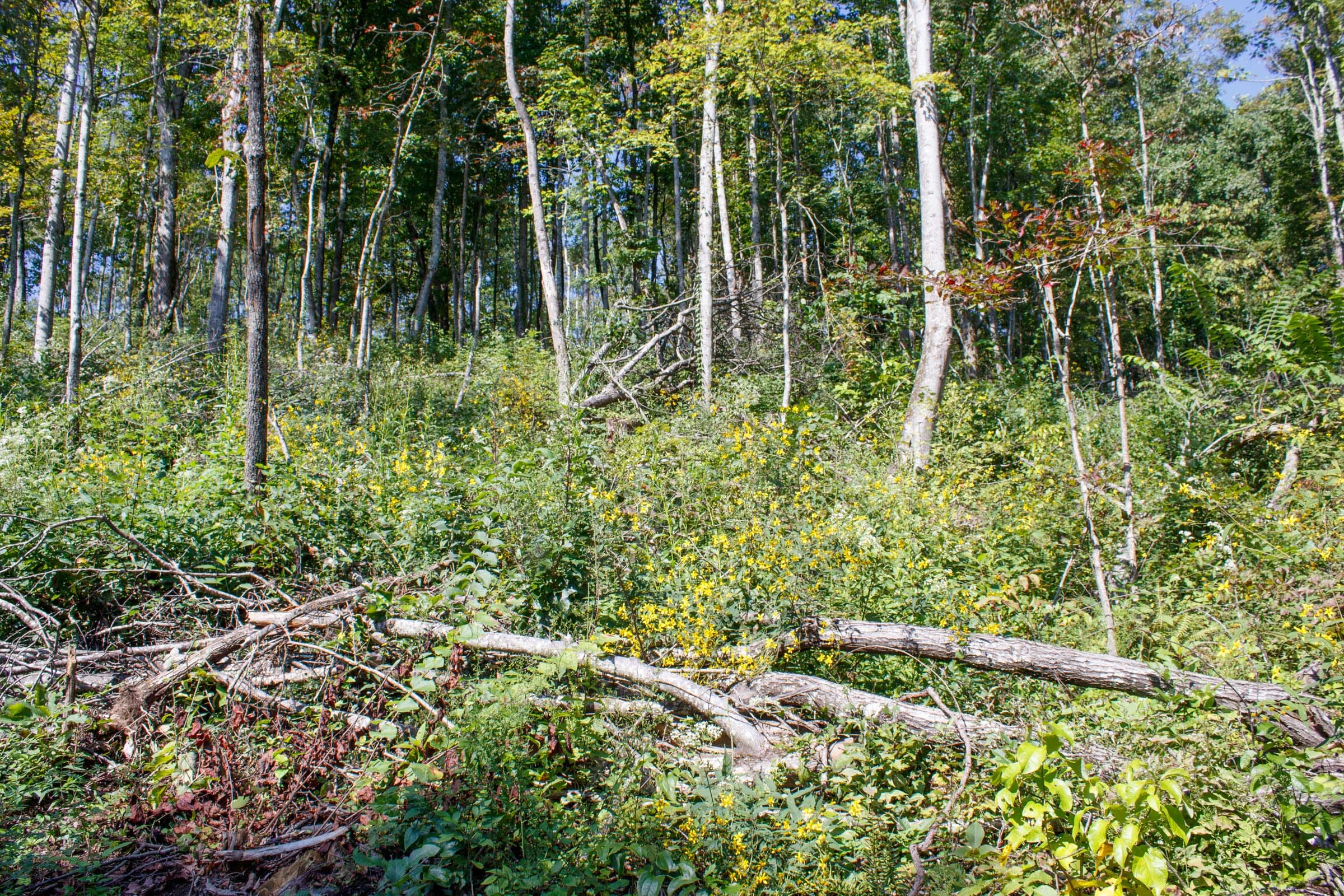 Wounded Oak Tract 20 photo 6