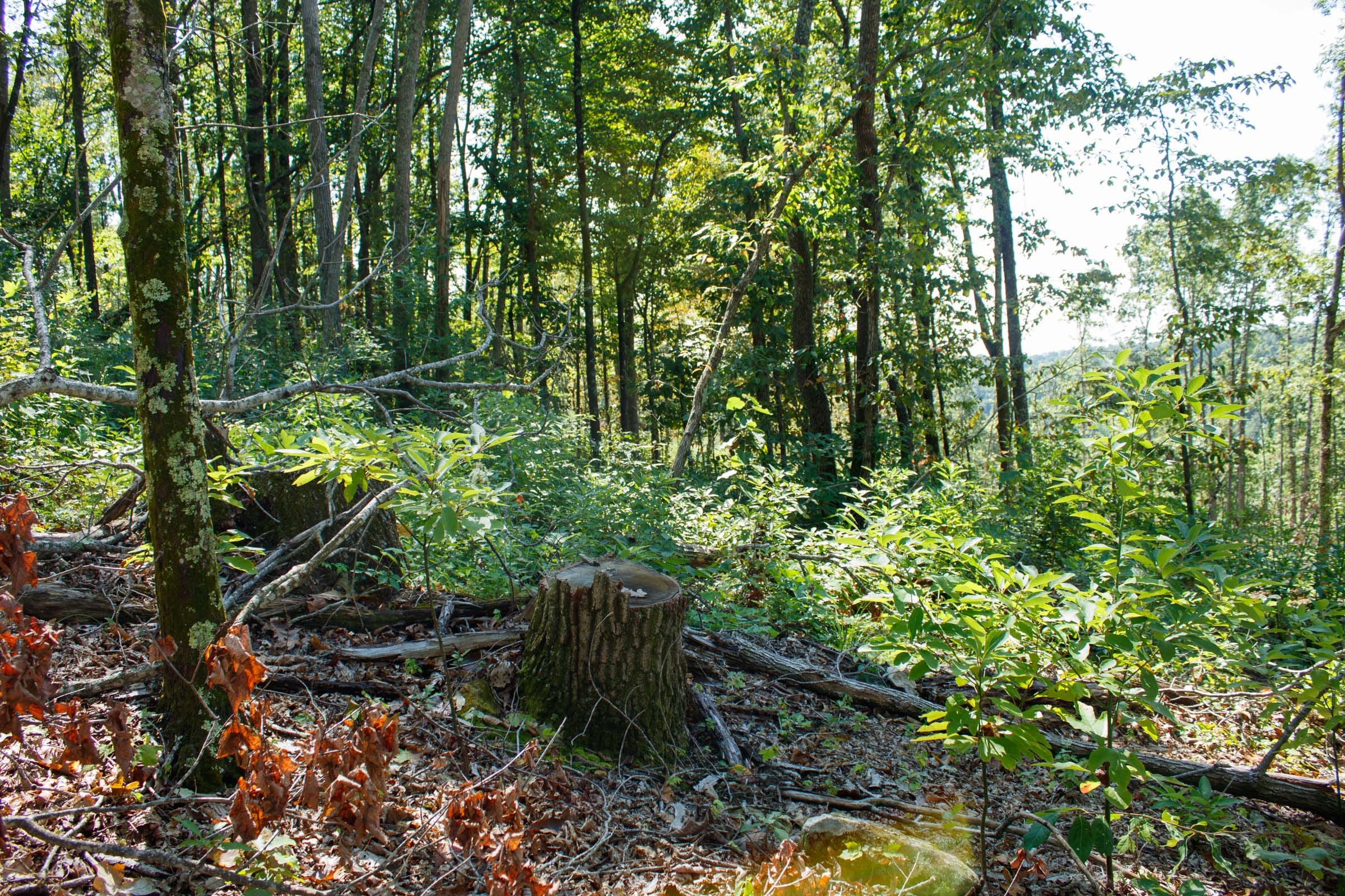 Wounded Oak Tract 20 photo 9