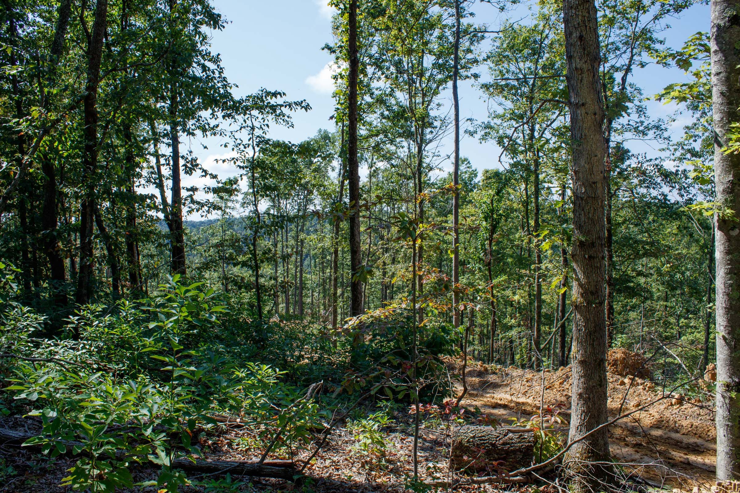 Wounded Oak Tract 20 photo 10