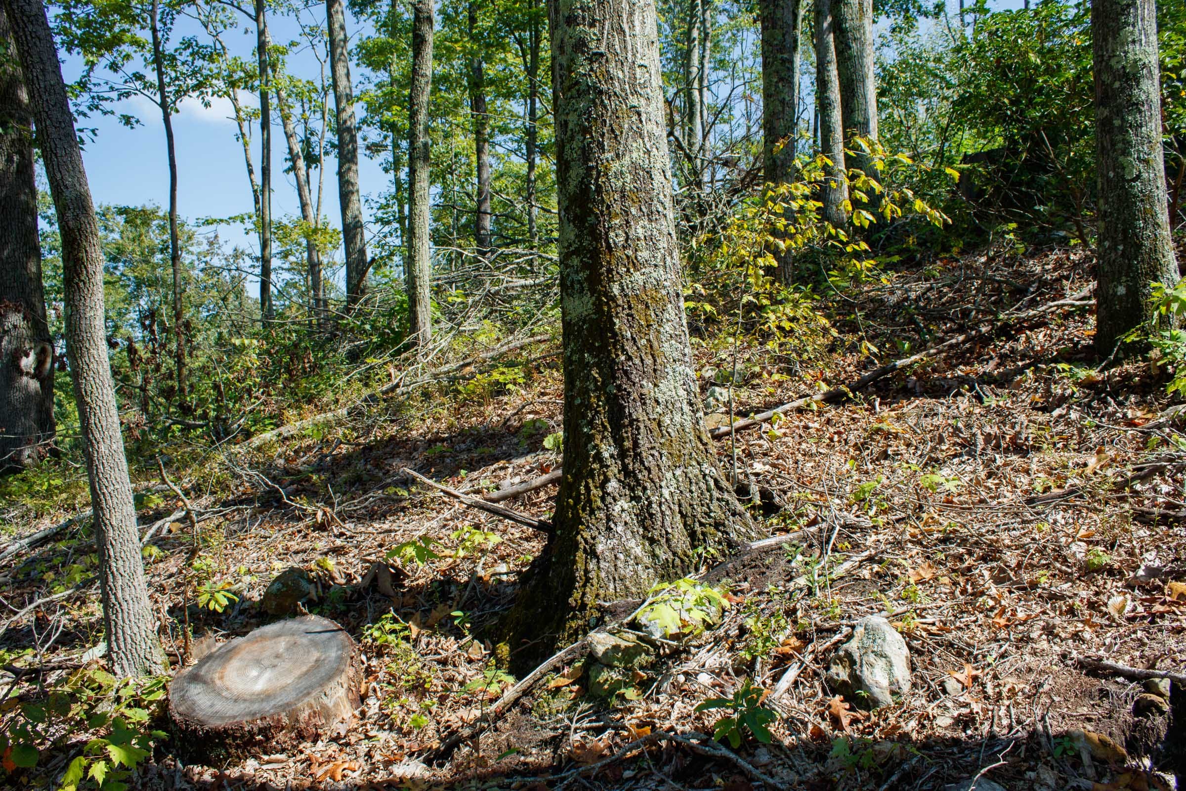 Wounded Oak Tract 20 photo 11