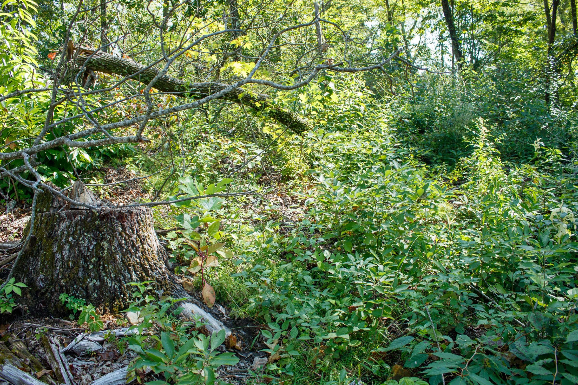 Wounded Oak Tract 20 photo 13