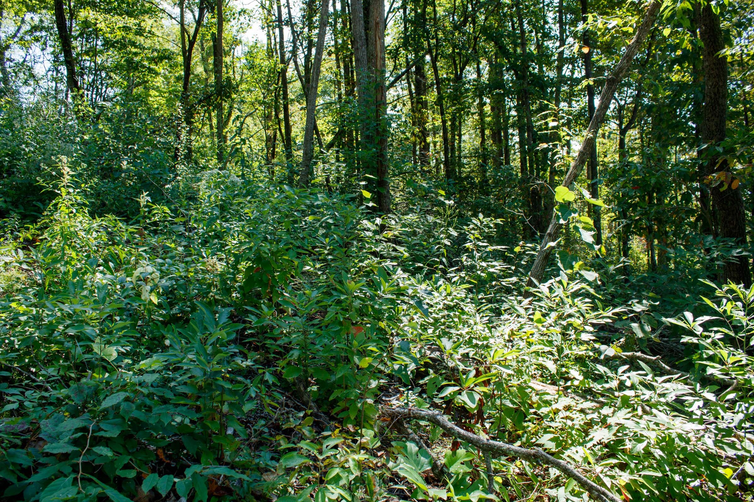 Wounded Oak Tract 20 photo 14