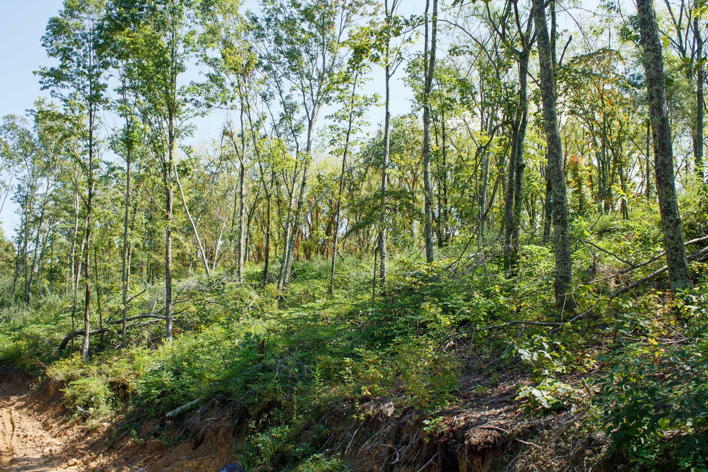 Wounded Oak Tract 20 photo 16