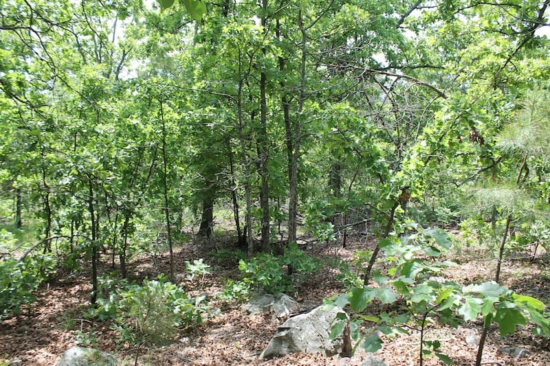 Indian Ridge – Phase II Tract 31 photo 2