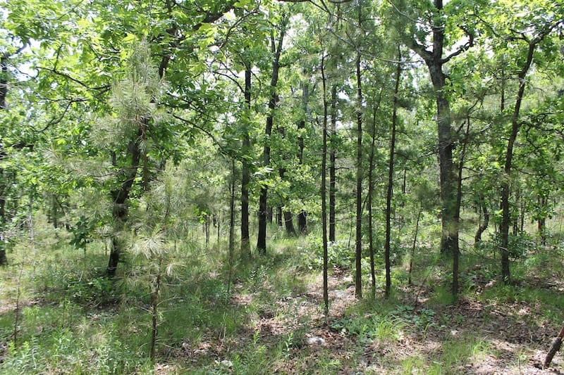 Indian Ridge – Phase II Tract 31 photo 8
