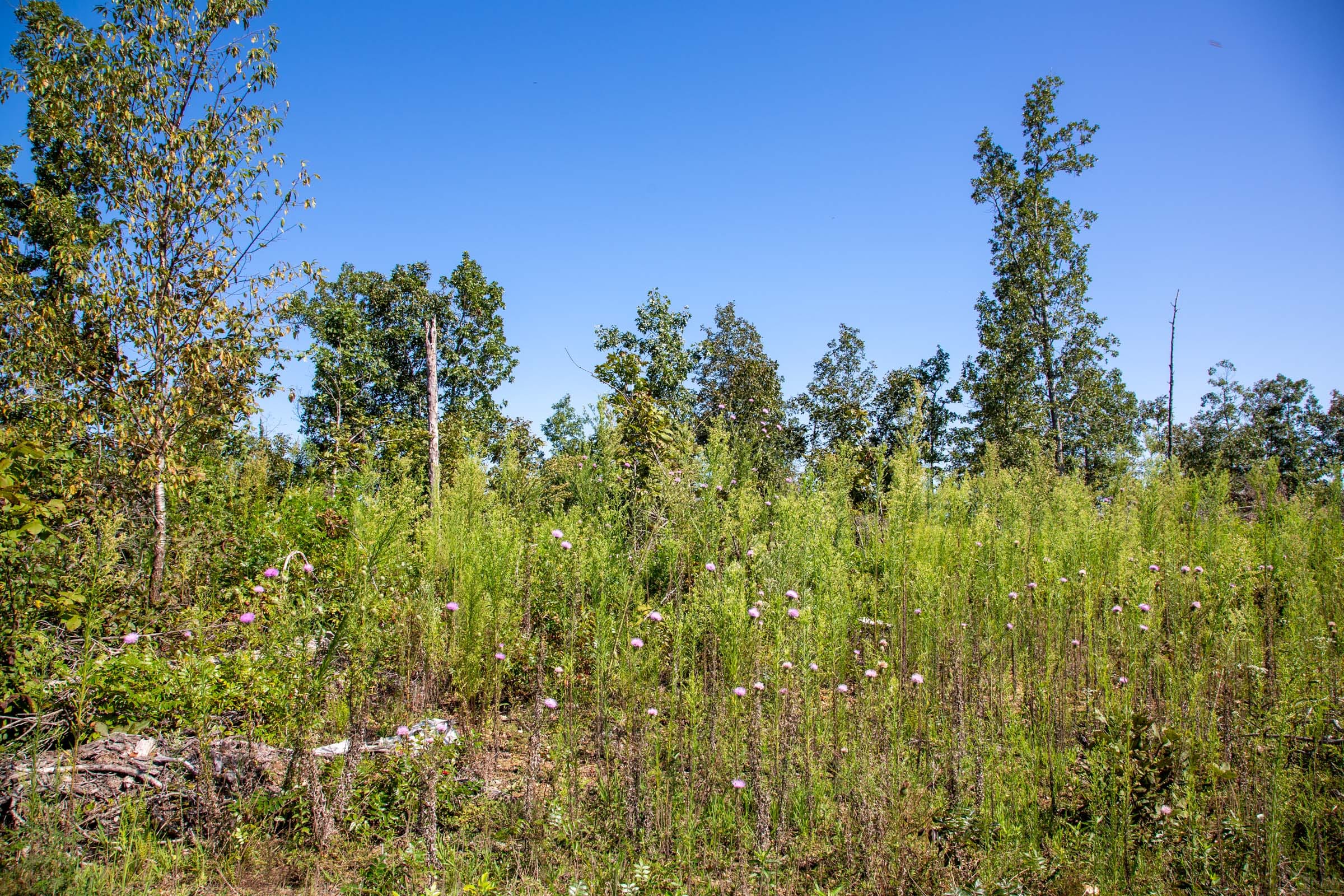 Borgmann’s Hollow Phase II Tract 66 photo 2
