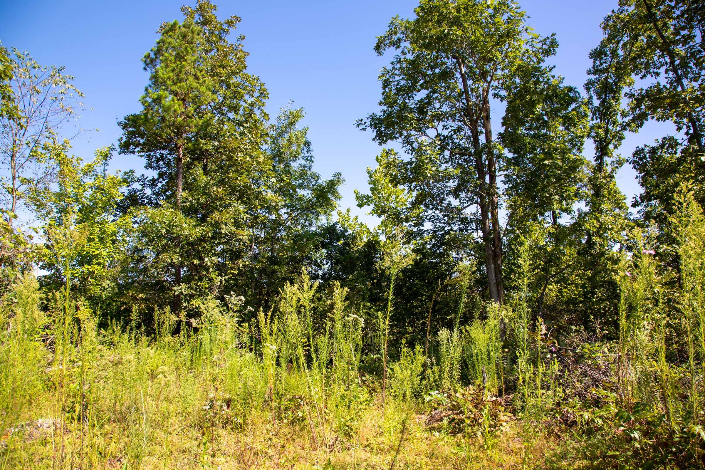 Borgmann’s Hollow Phase II Tract 66 photo 3