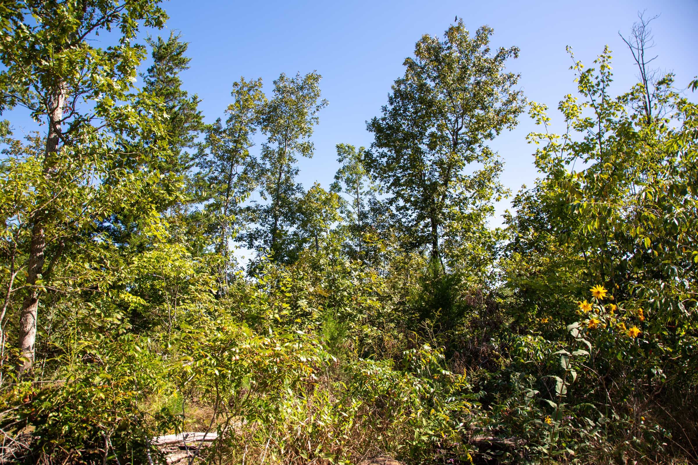 Borgmann’s Hollow Phase II Tract 66 photo 5