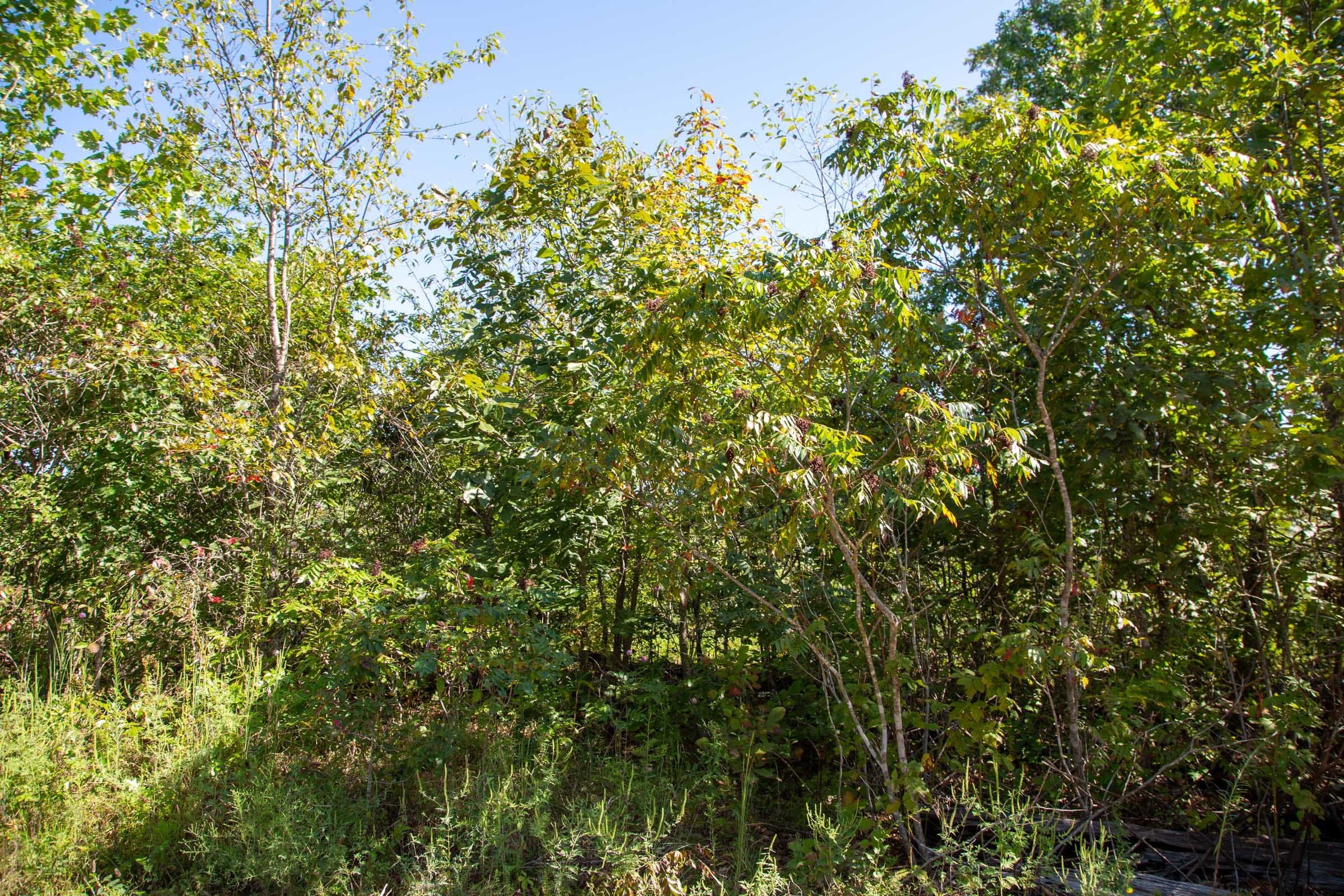 Borgmann’s Hollow Phase II Tract 66 photo 6