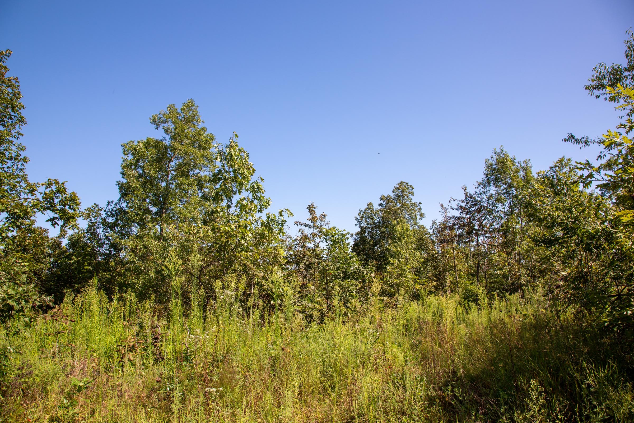 Borgmann’s Hollow Phase II Tract 66 photo 8