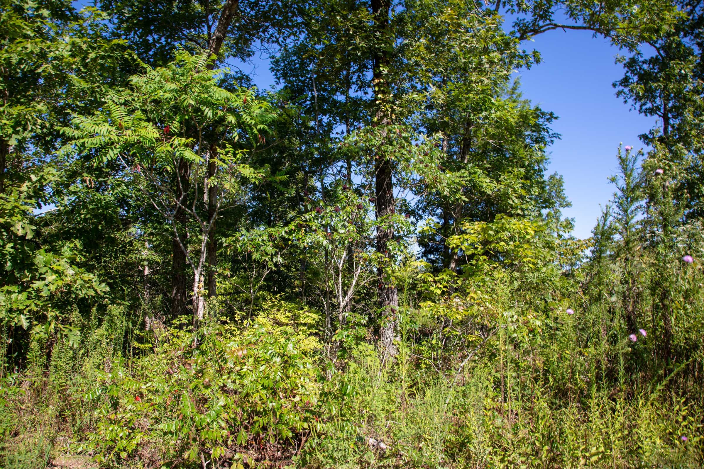 Borgmann’s Hollow Phase II Tract 66 photo 9