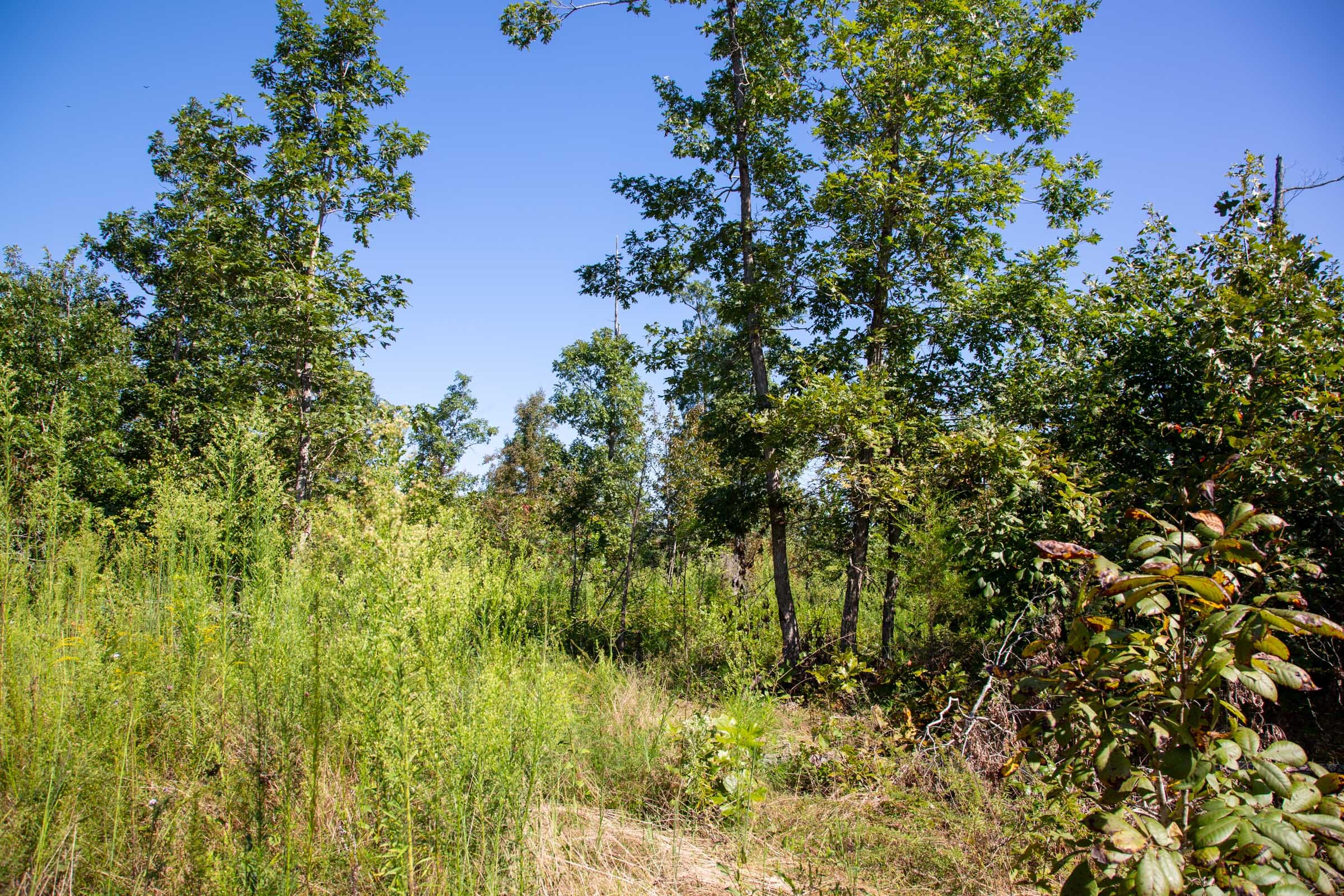 Borgmann’s Hollow Phase II Tract 66 photo 10