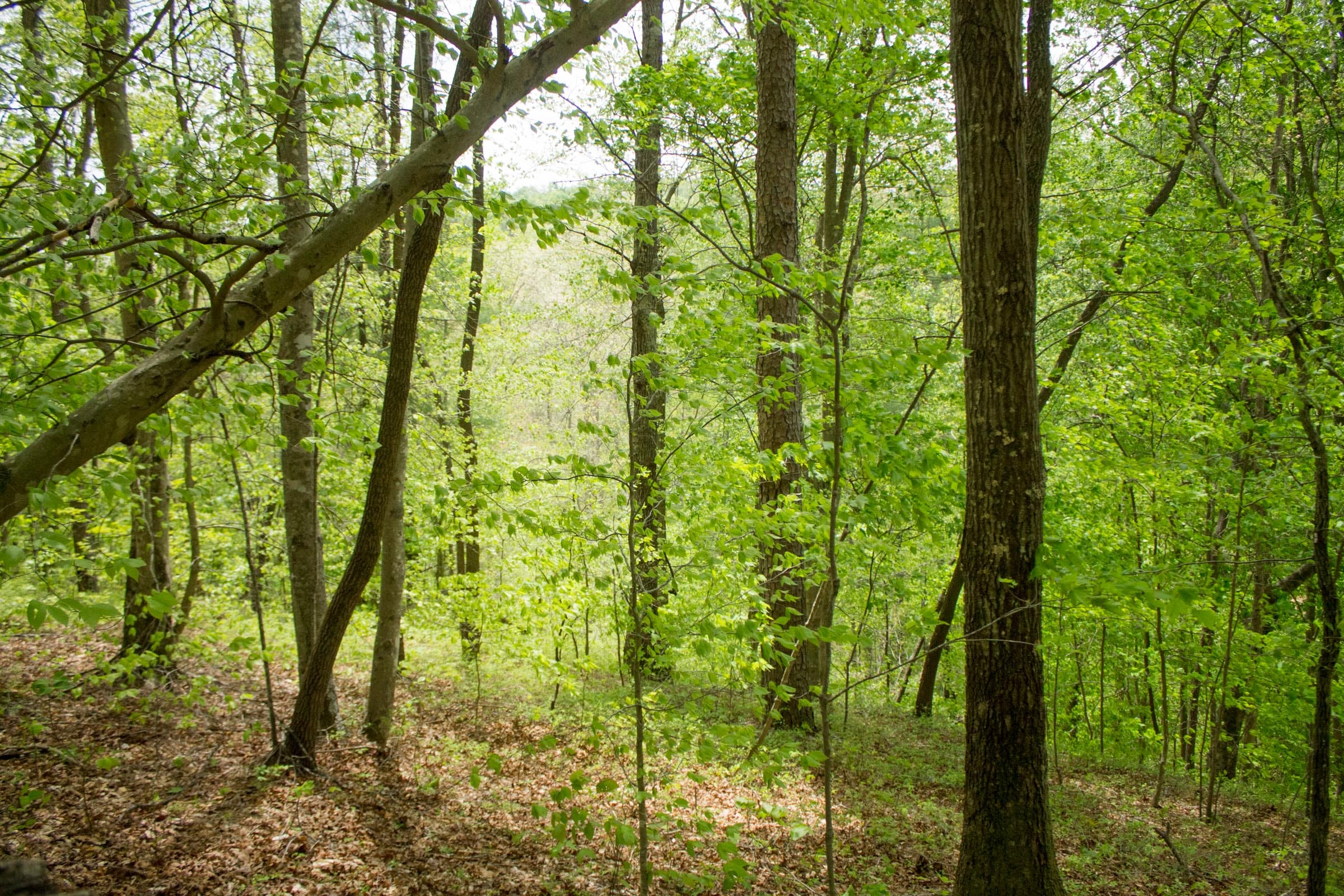 Trails End Tract 11 photo 8