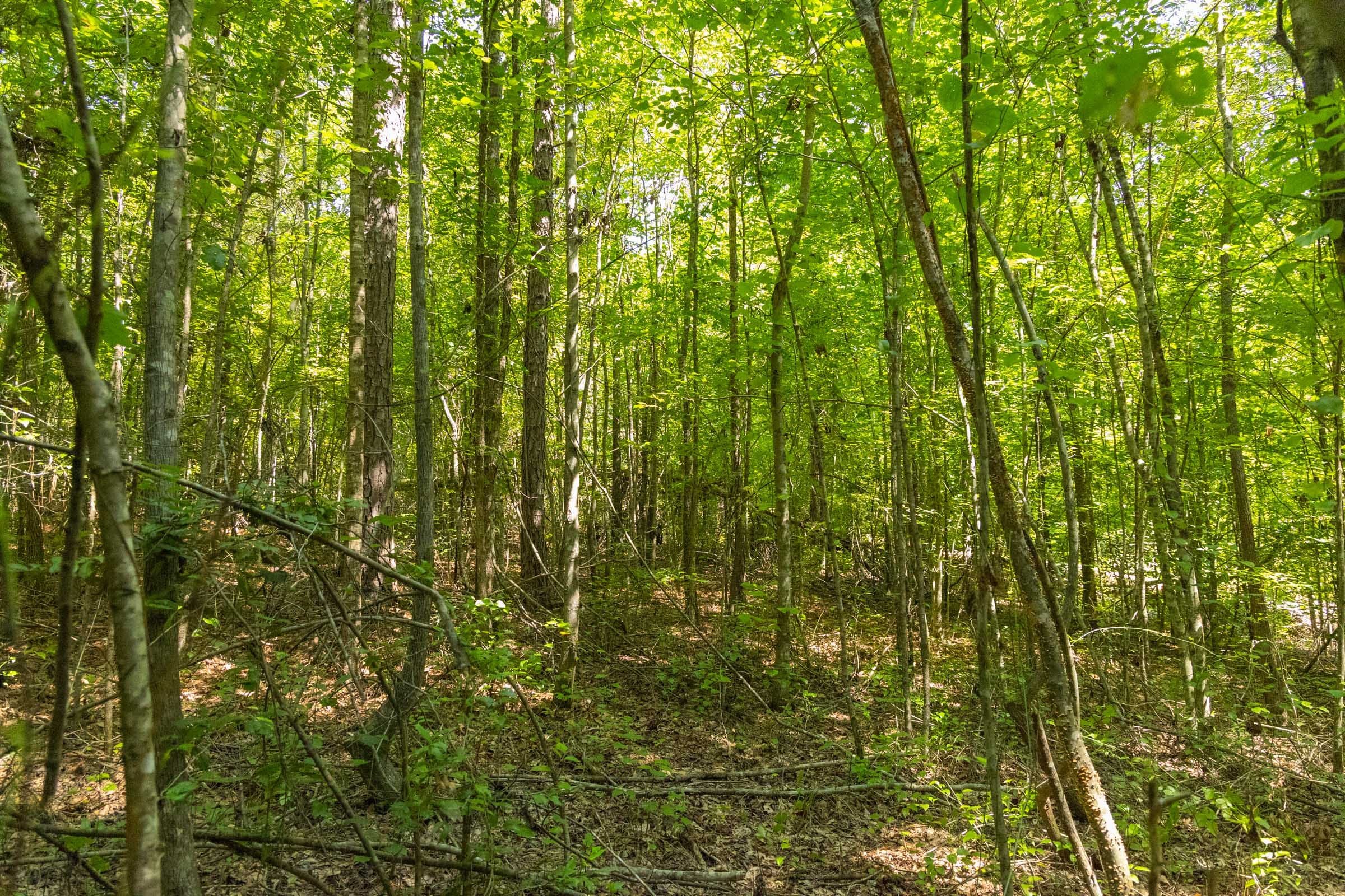 Olive Hill Tract 8 photo 12