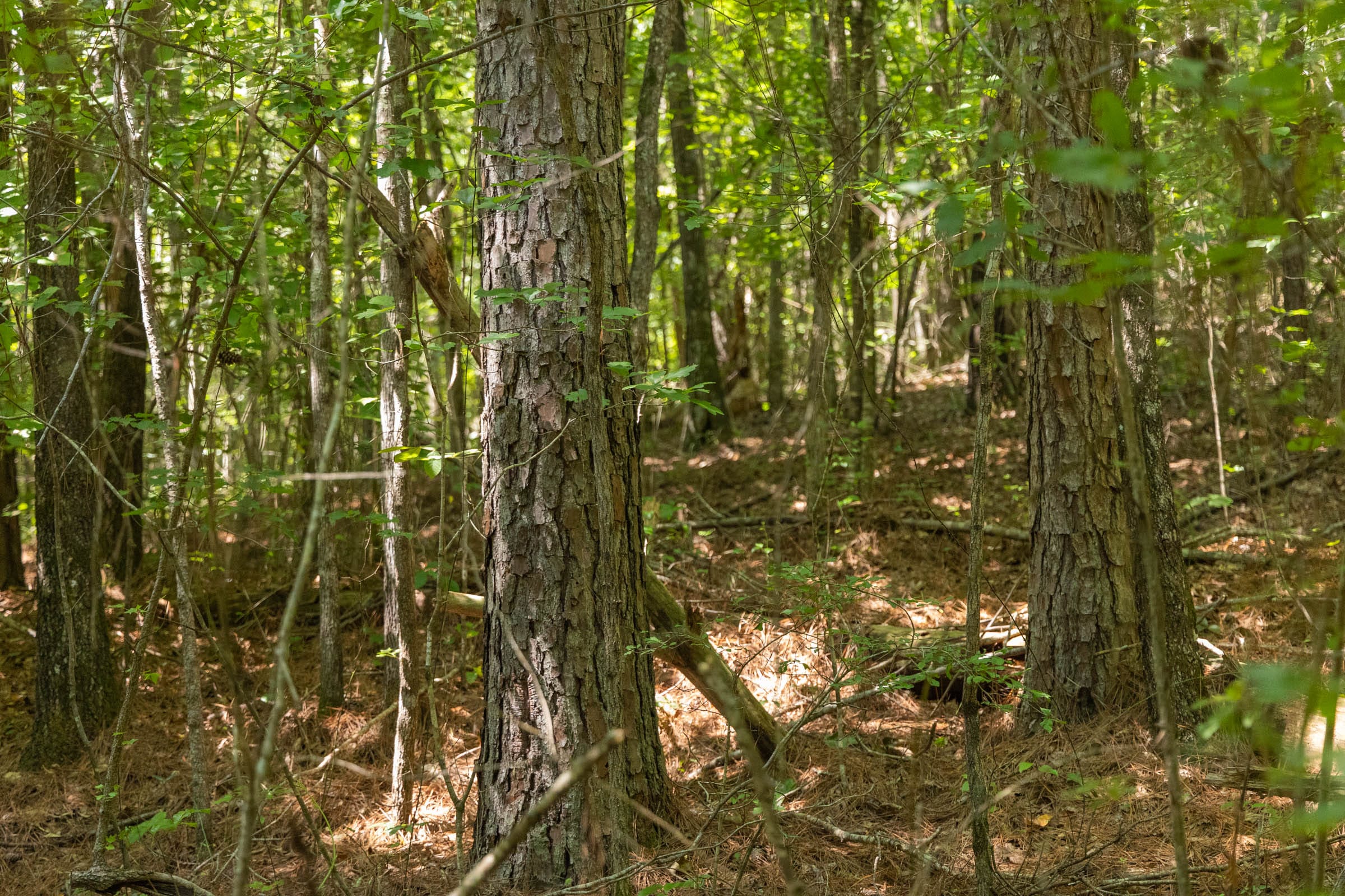 Olive Hill Tract 8 photo 11