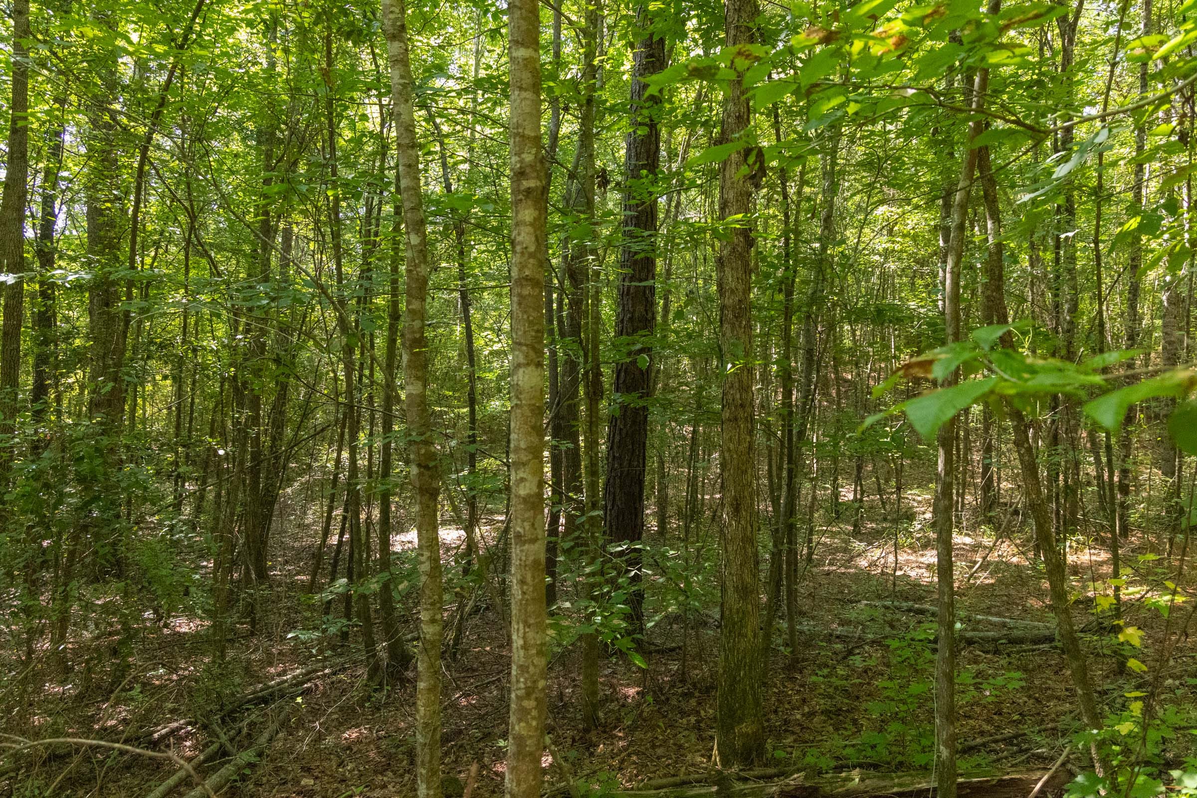 Olive Hill Tract 8 photo 10